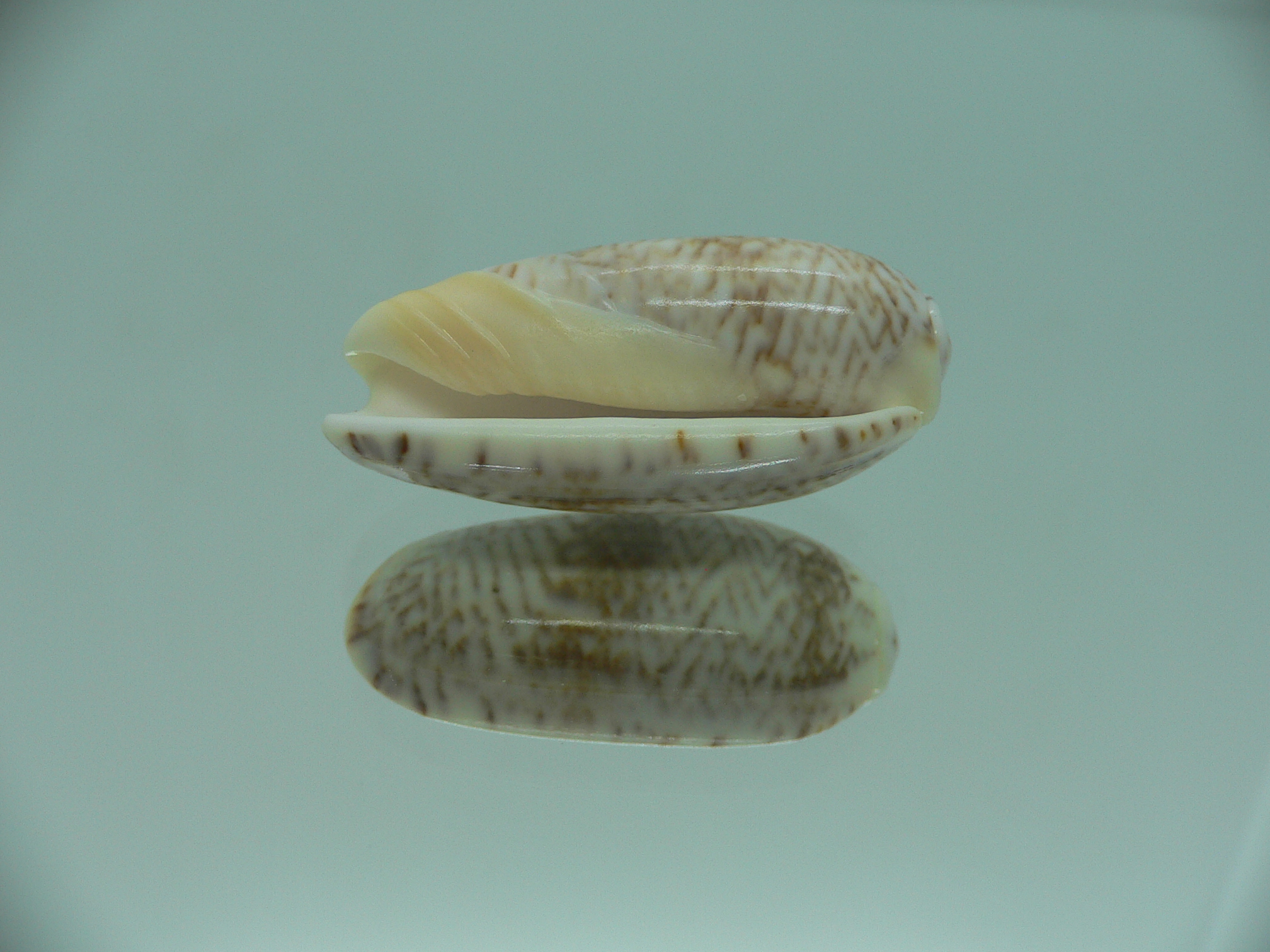 Oliva elegans zigzag