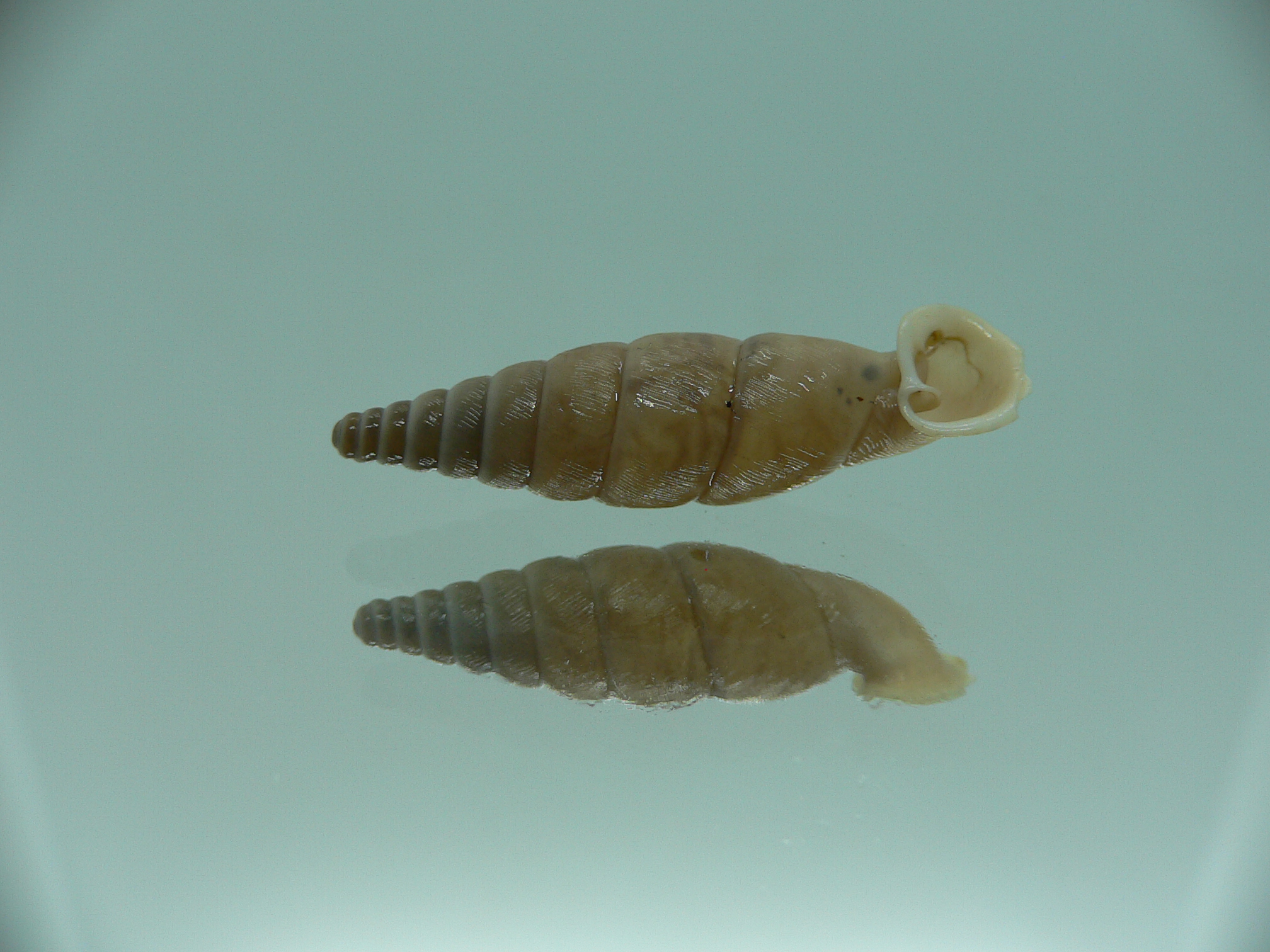 Grandinenia unicolor 2