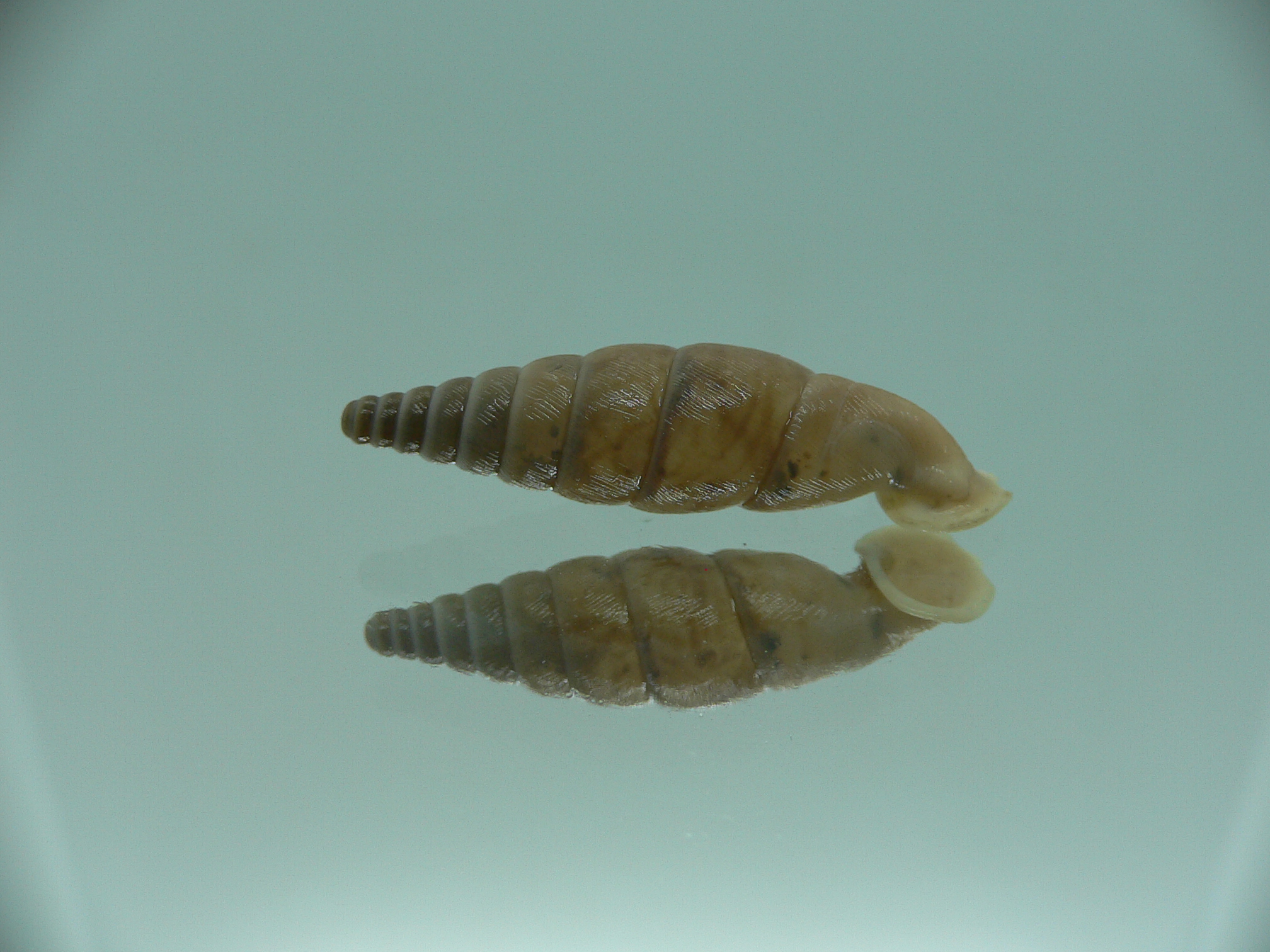 Grandinenia unicolor 2