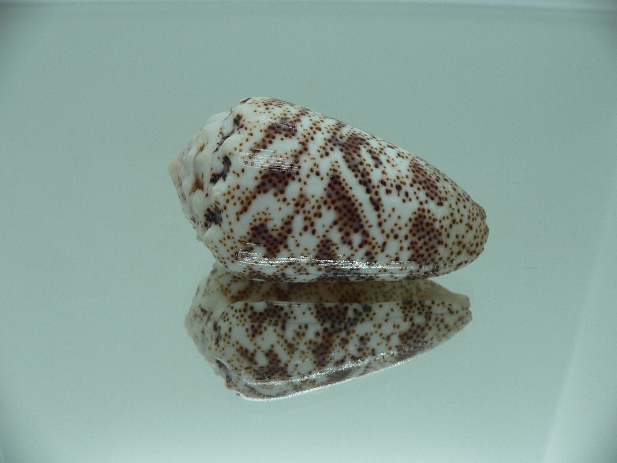 Conus arenatus SP. ZIGZAG