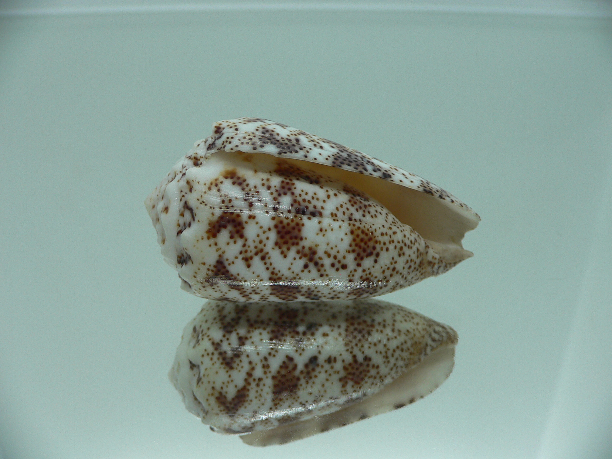 Conus arenatus SP. ZIGZAG