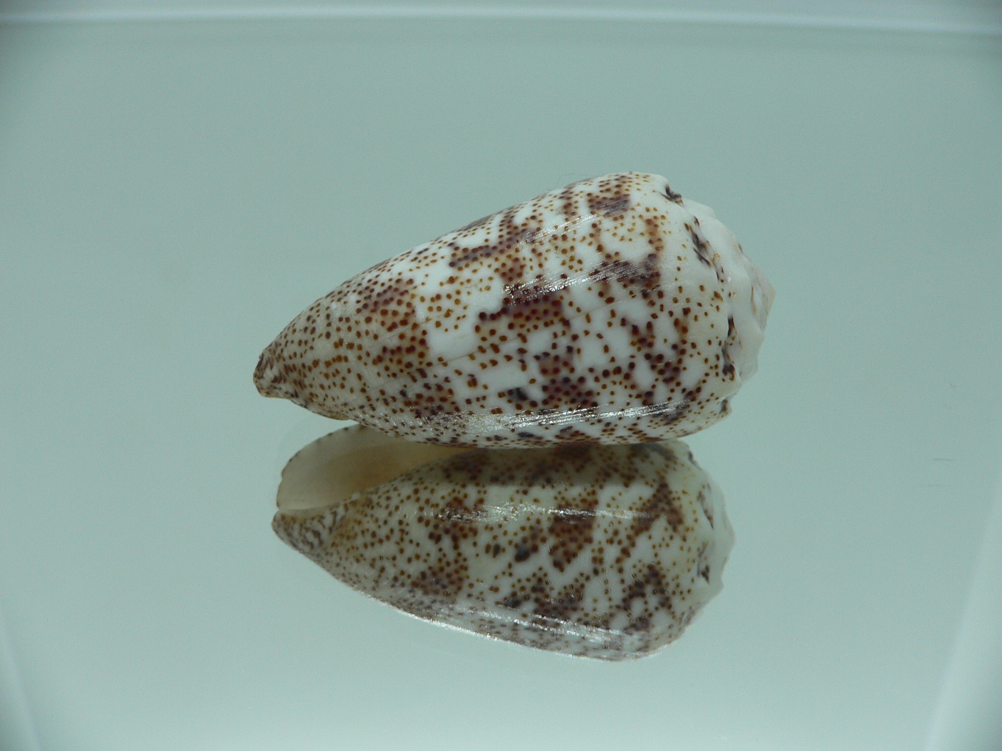Conus arenatus SP. ZIGZAG