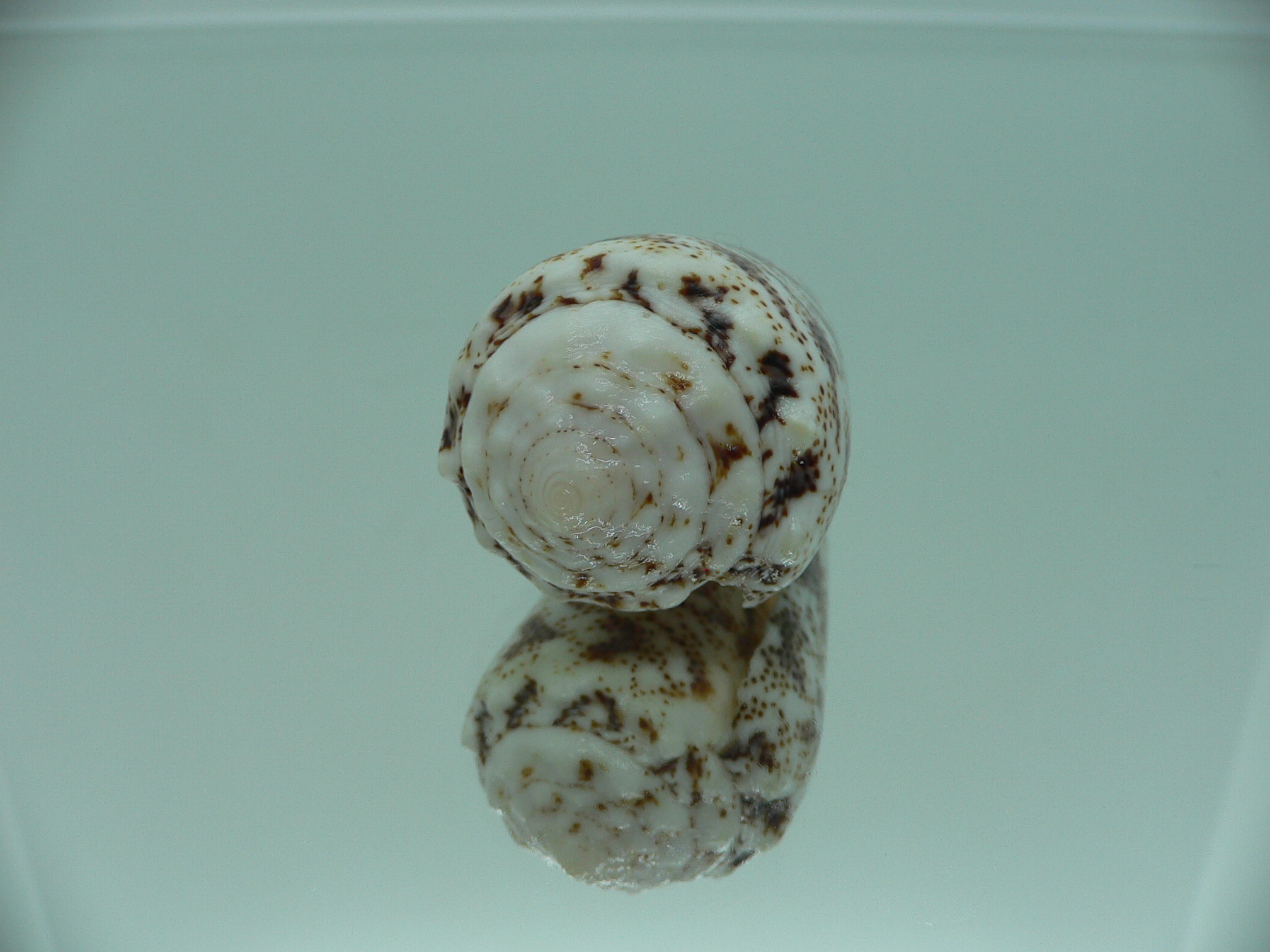 Conus arenatus SP. ZIGZAG