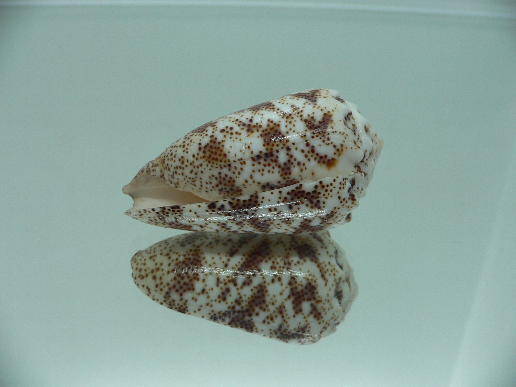 Conus arenatus SP. ZIGZAG