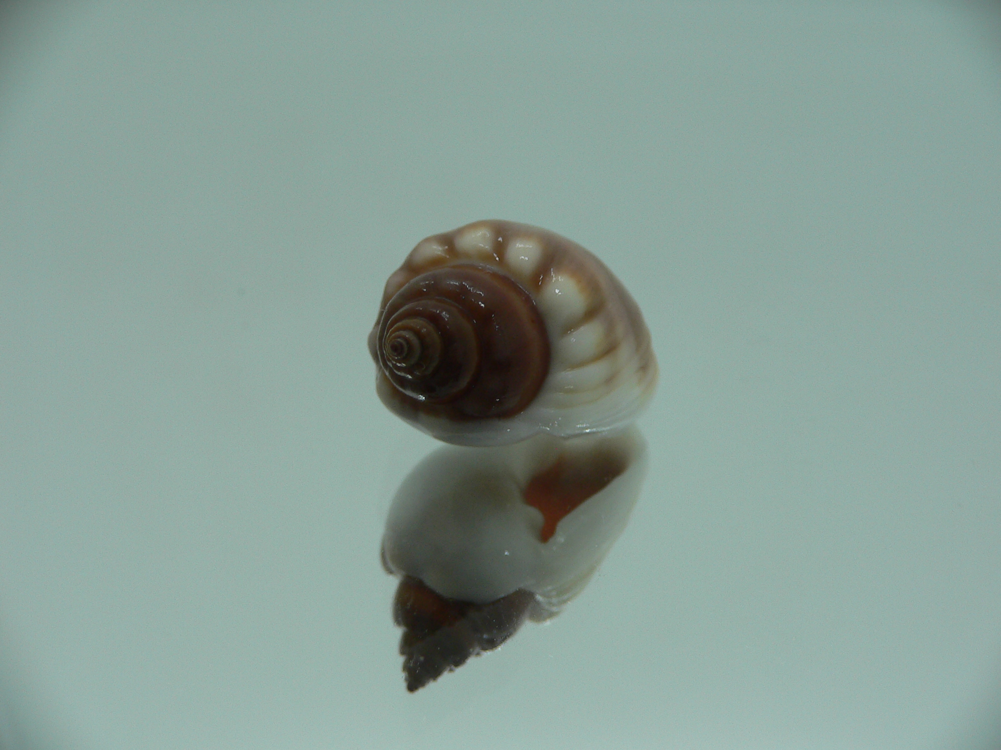 Nassarius coronatus