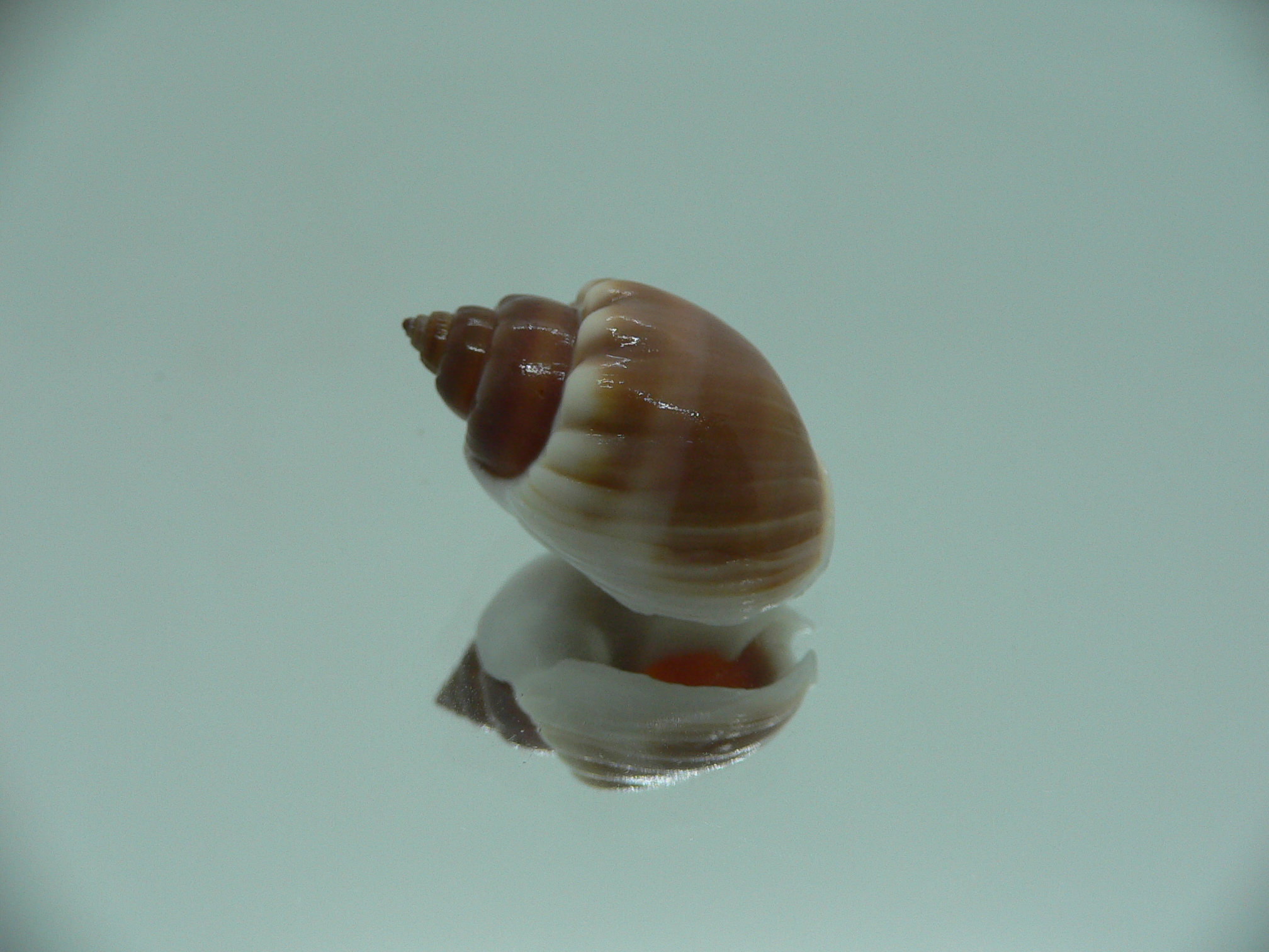 Nassarius coronatus