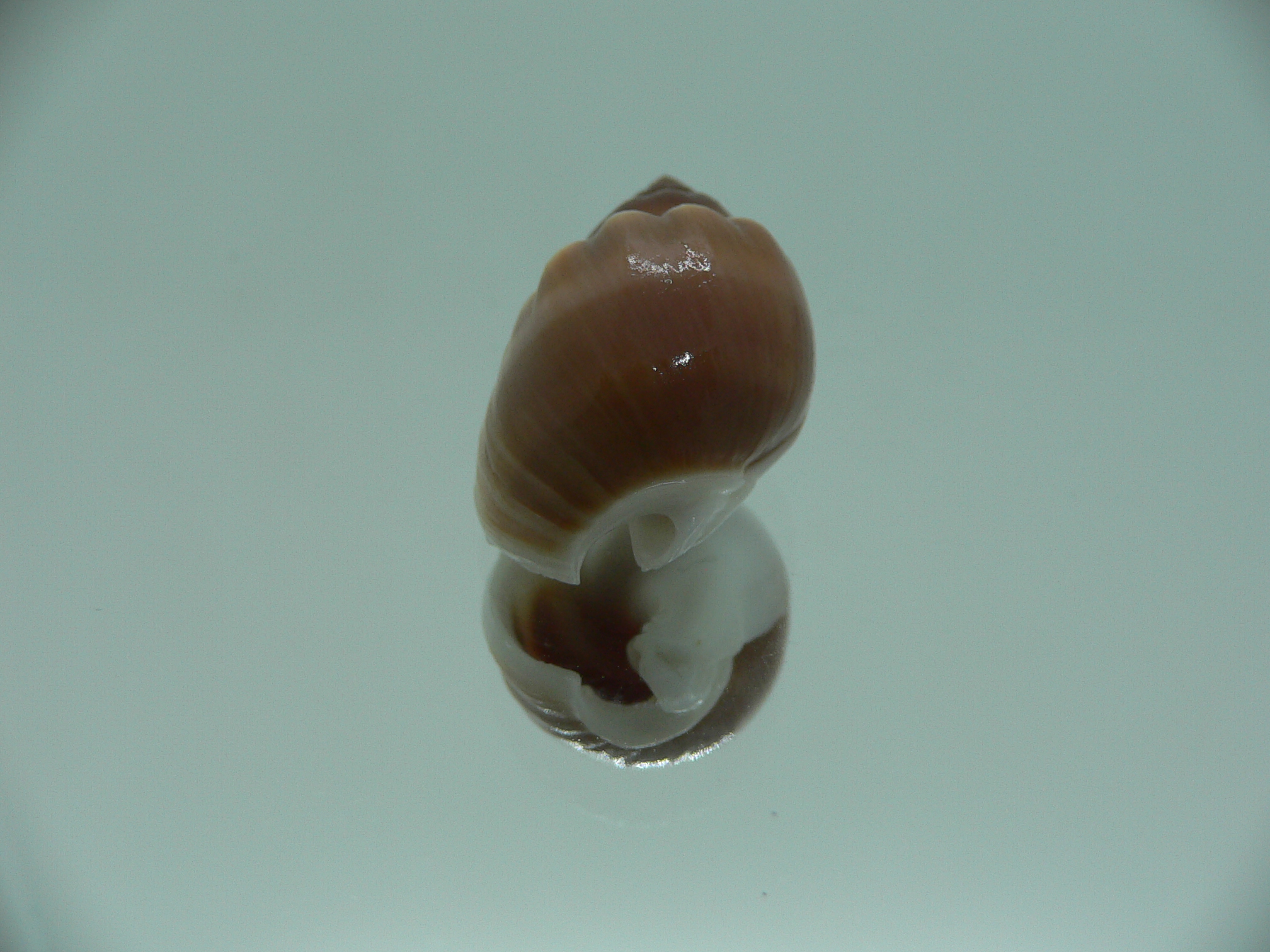 Nassarius coronatus