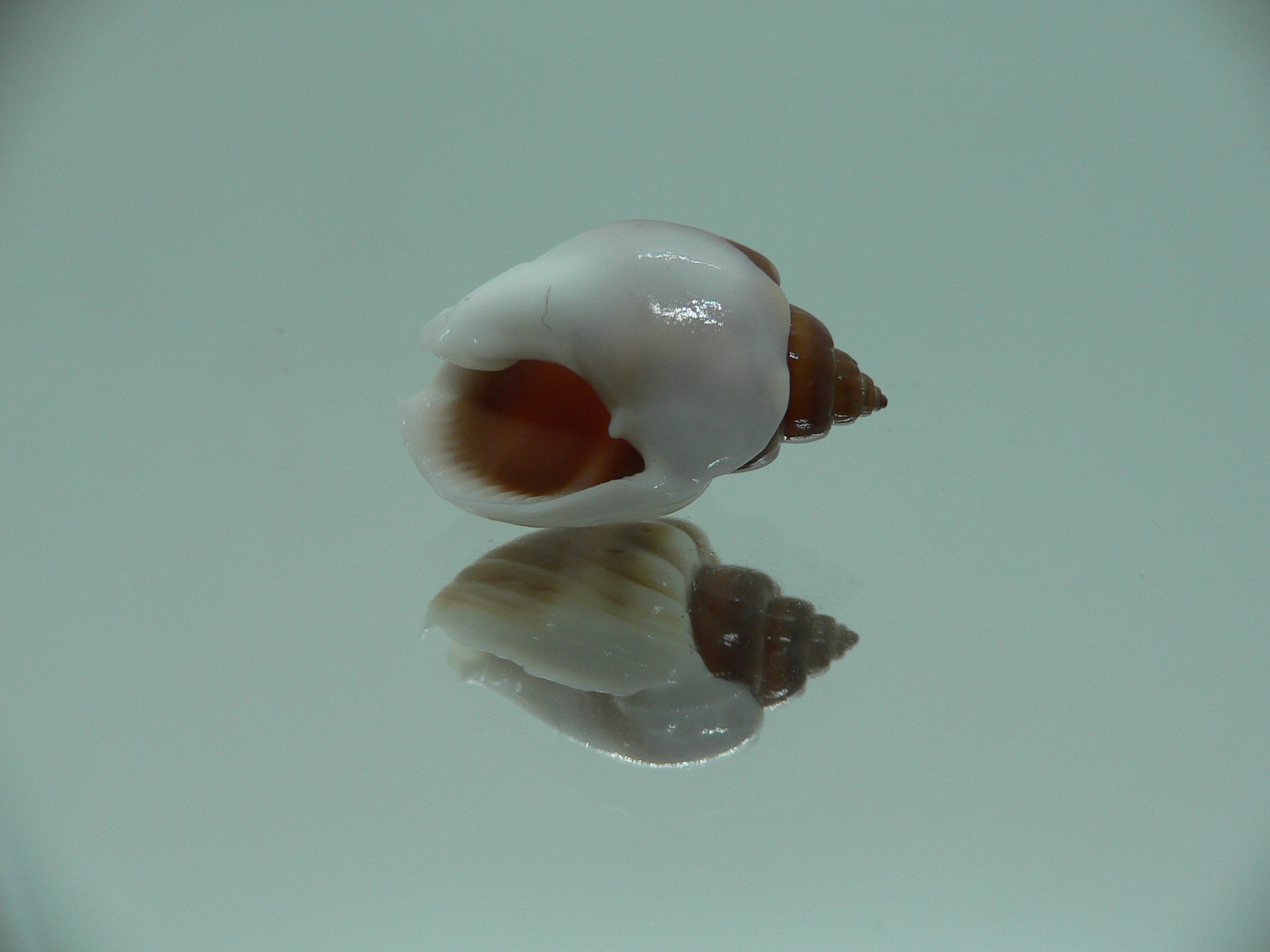 Nassarius coronatus