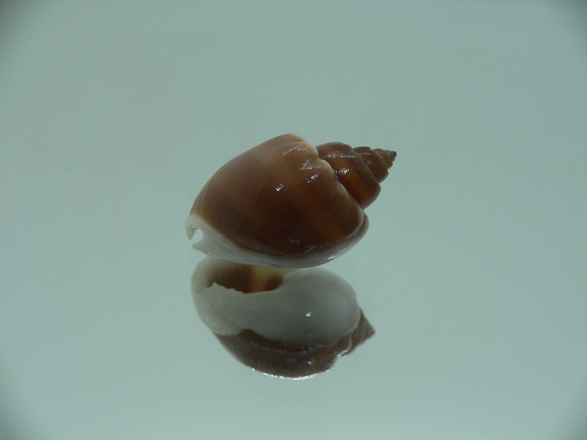 Nassarius coronatus