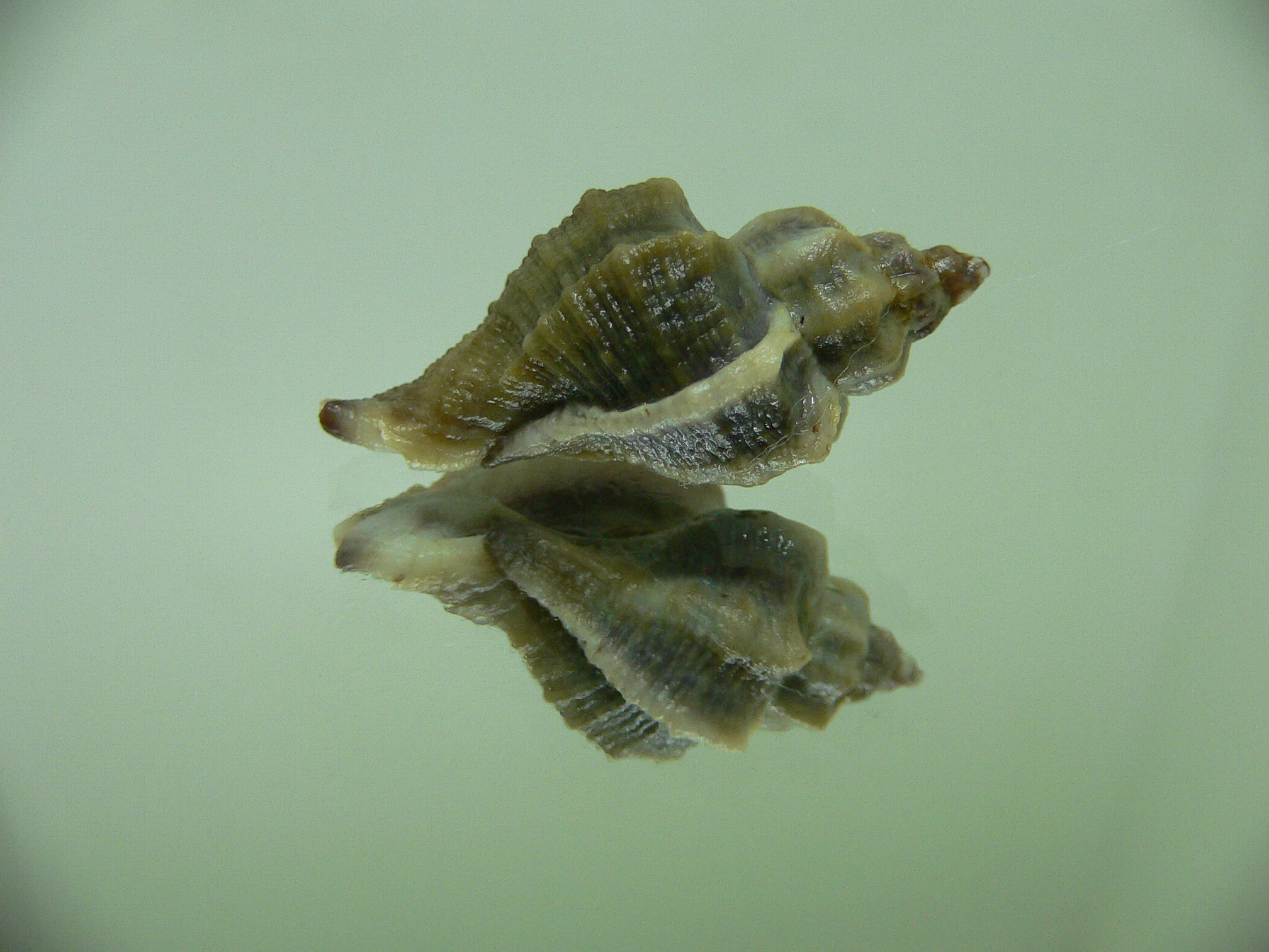 Ocenebra inornata NORTHERN FORM 10