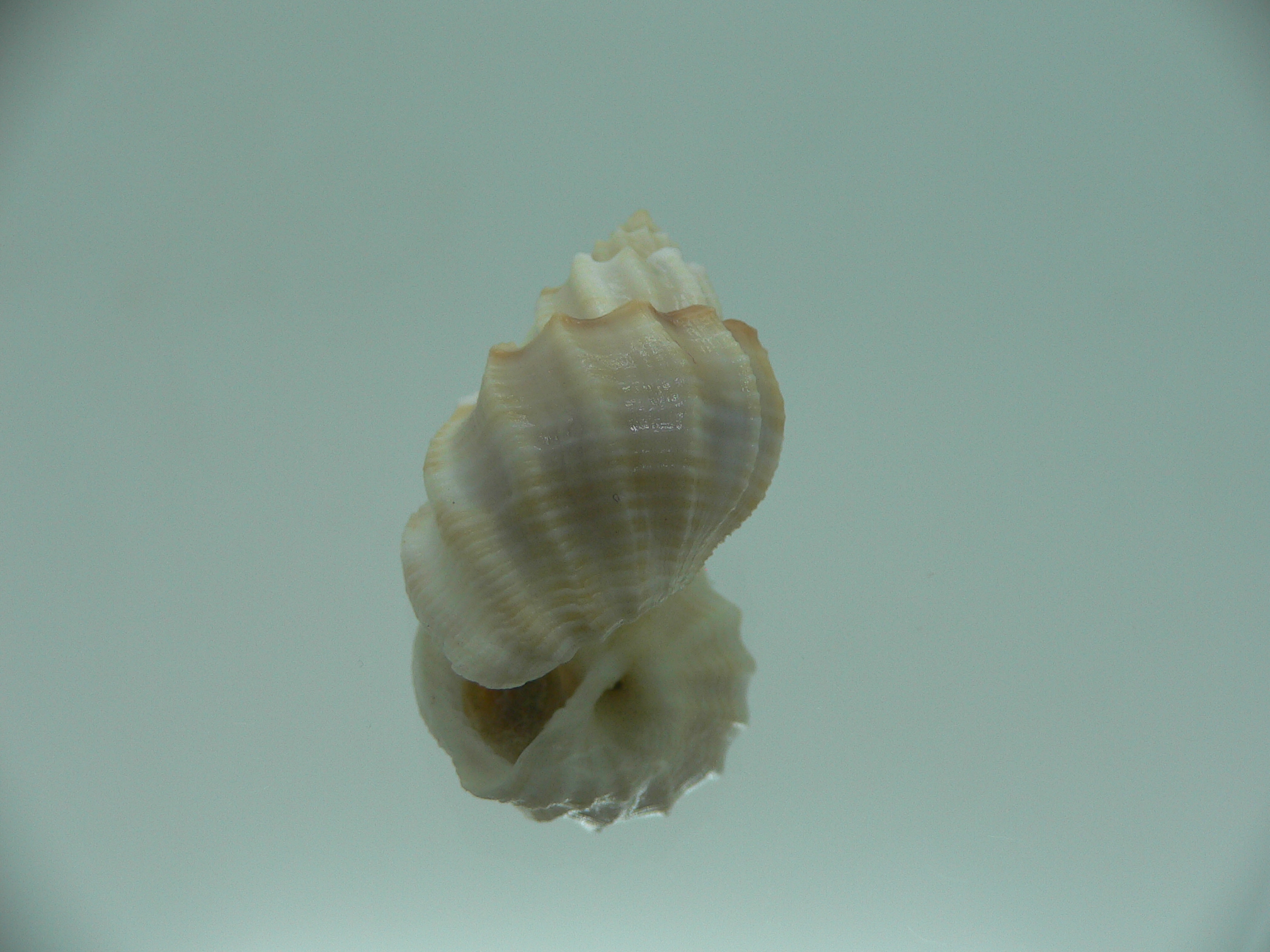 Scalptia crossei SUPER & BIG