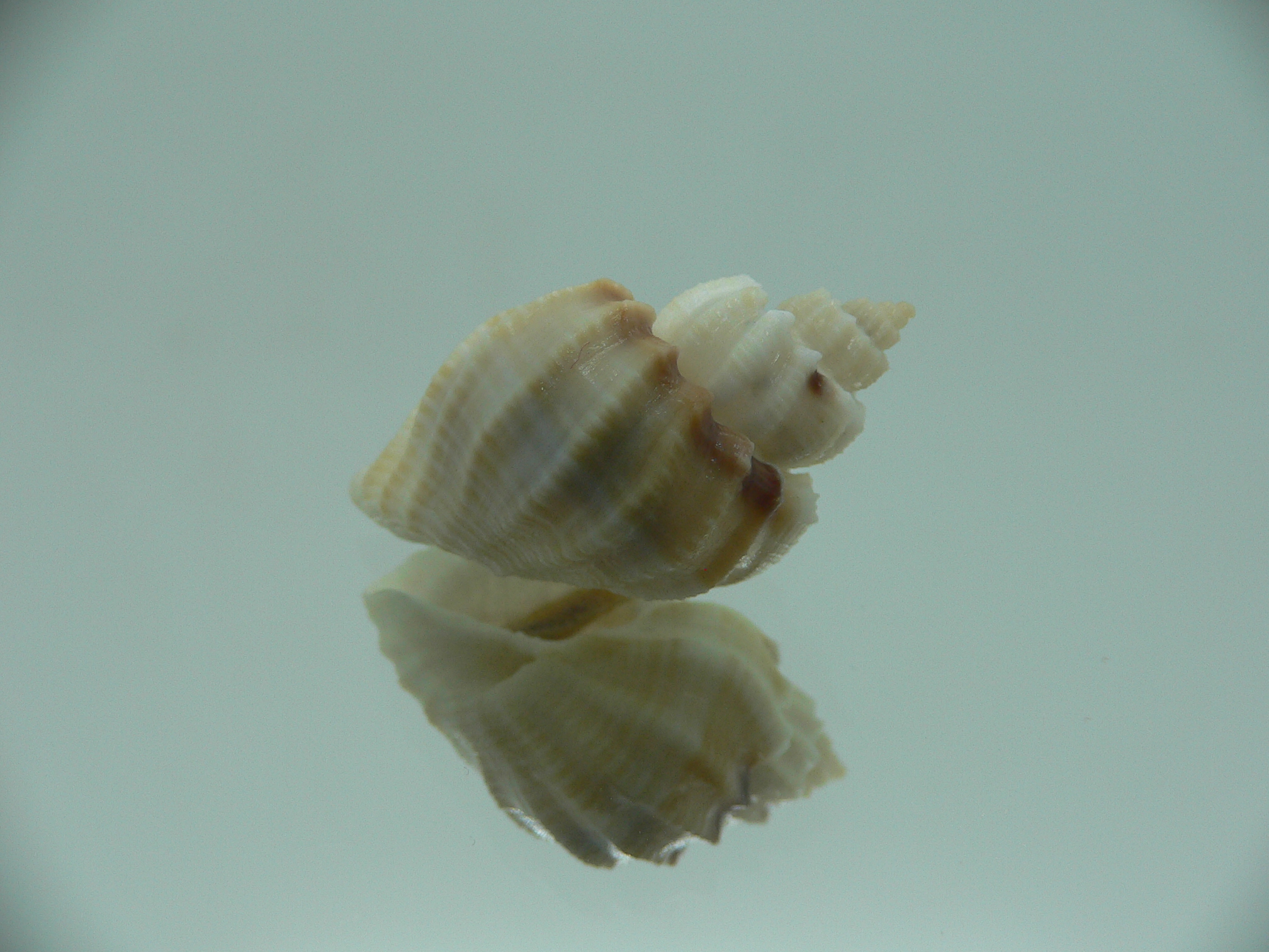 Scalptia crossei SUPER & BIG
