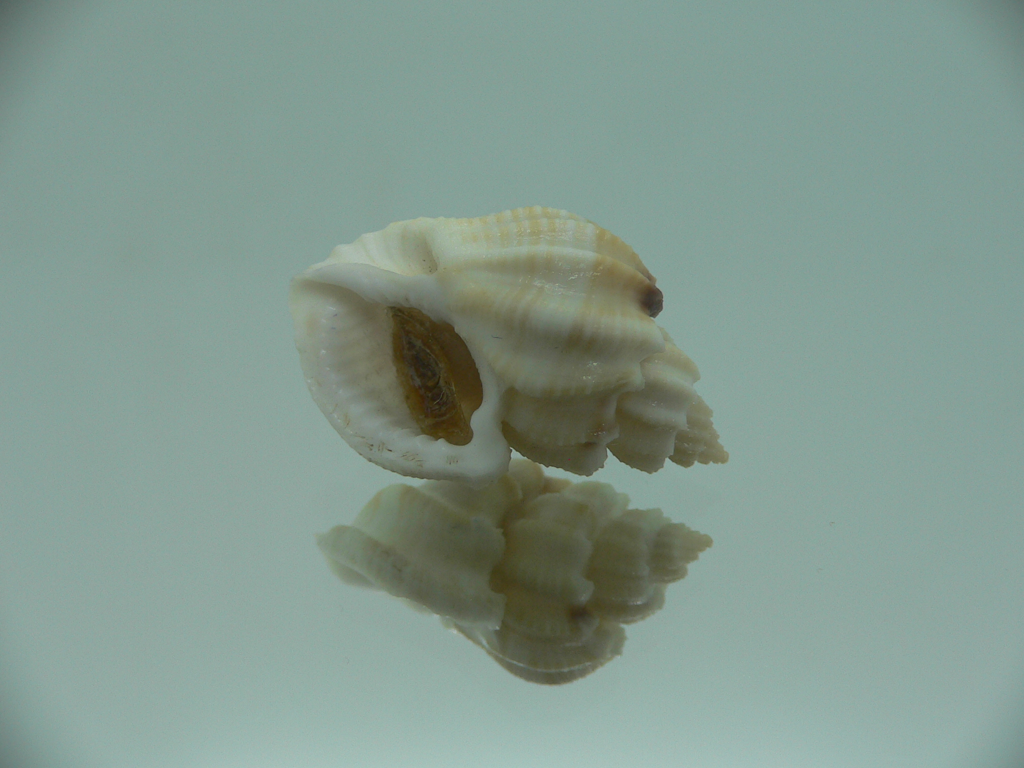 Scalptia crossei SUPER & BIG