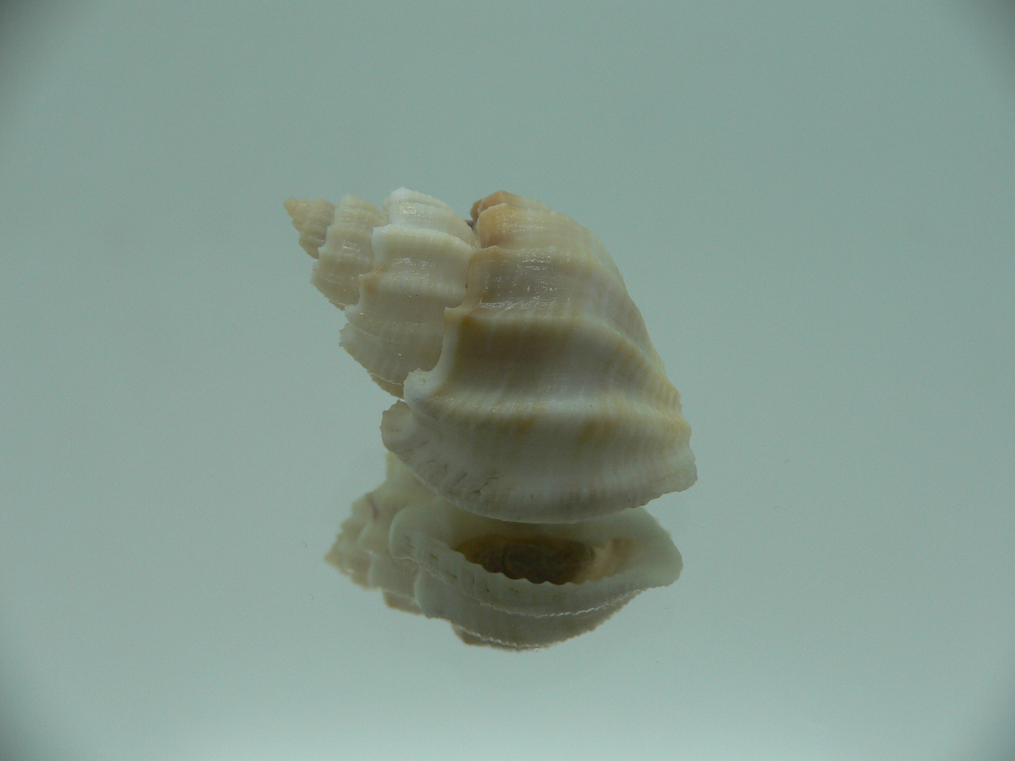 Scalptia crossei SUPER & BIG