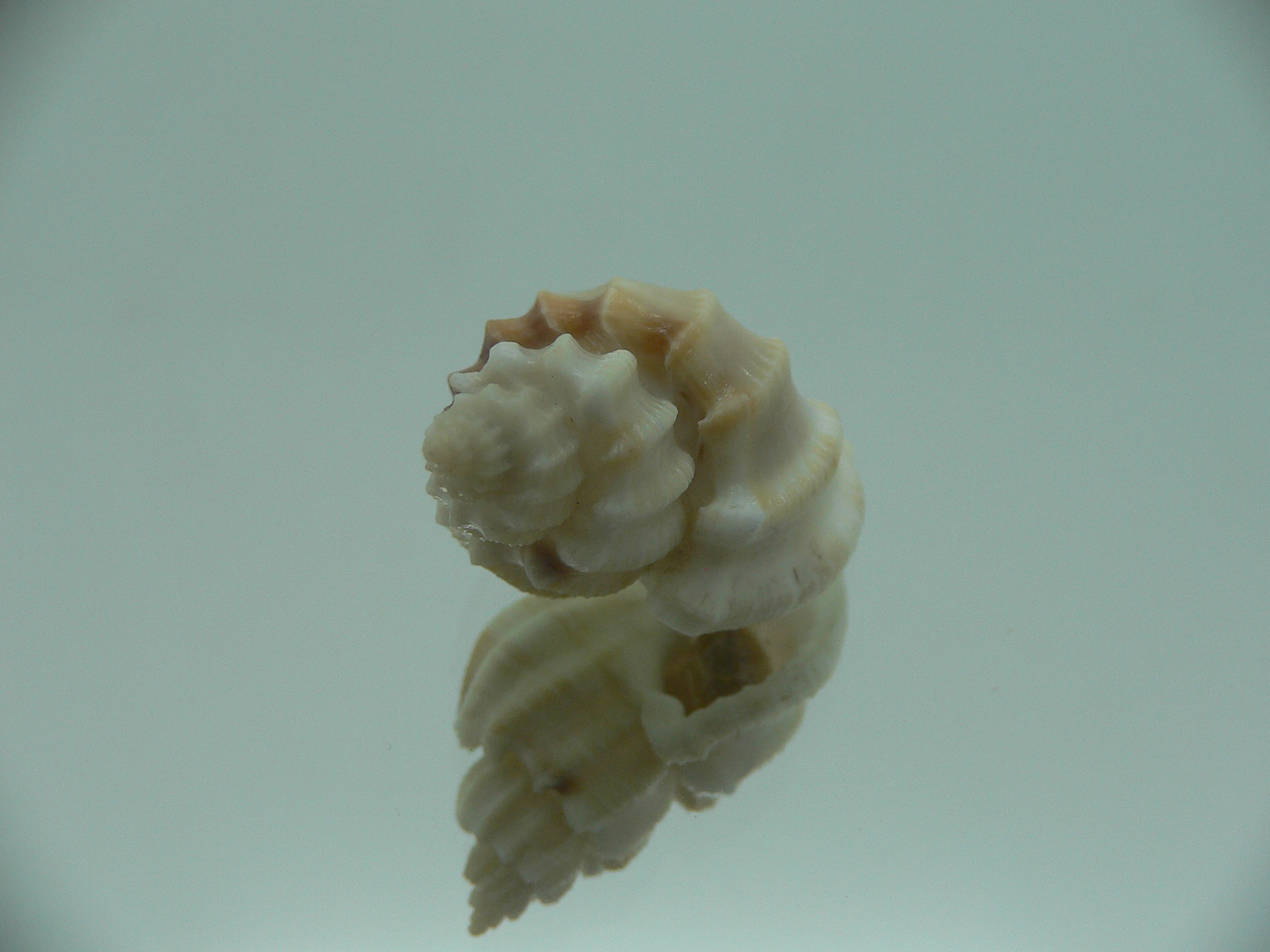 Scalptia crossei SUPER & BIG