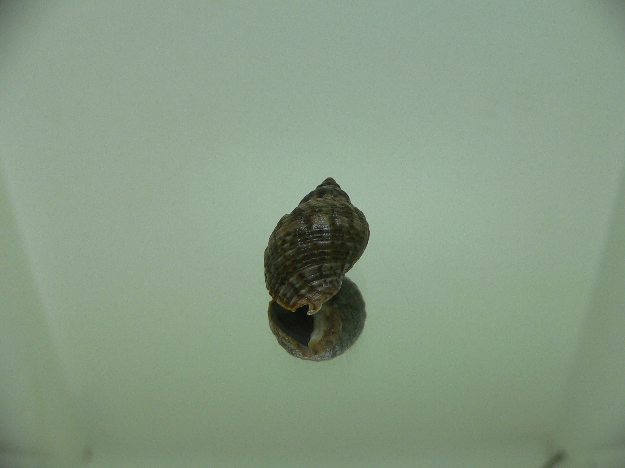 Neothais nesiotes DARK & BIG