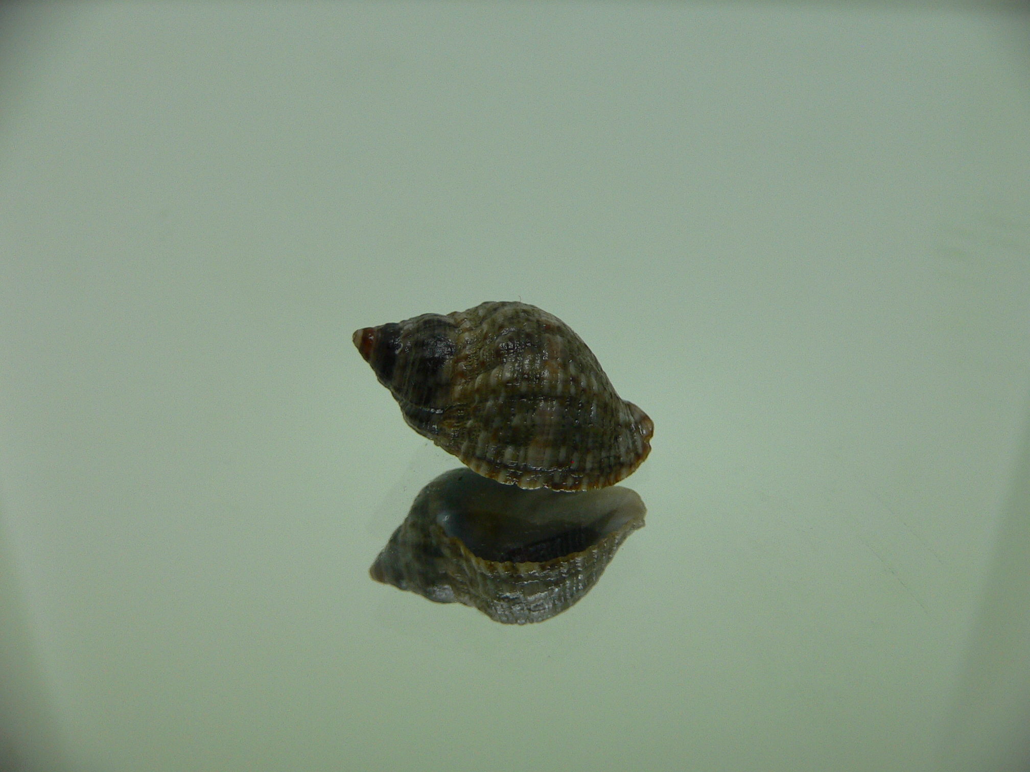 Neothais nesiotes DARK & BIG