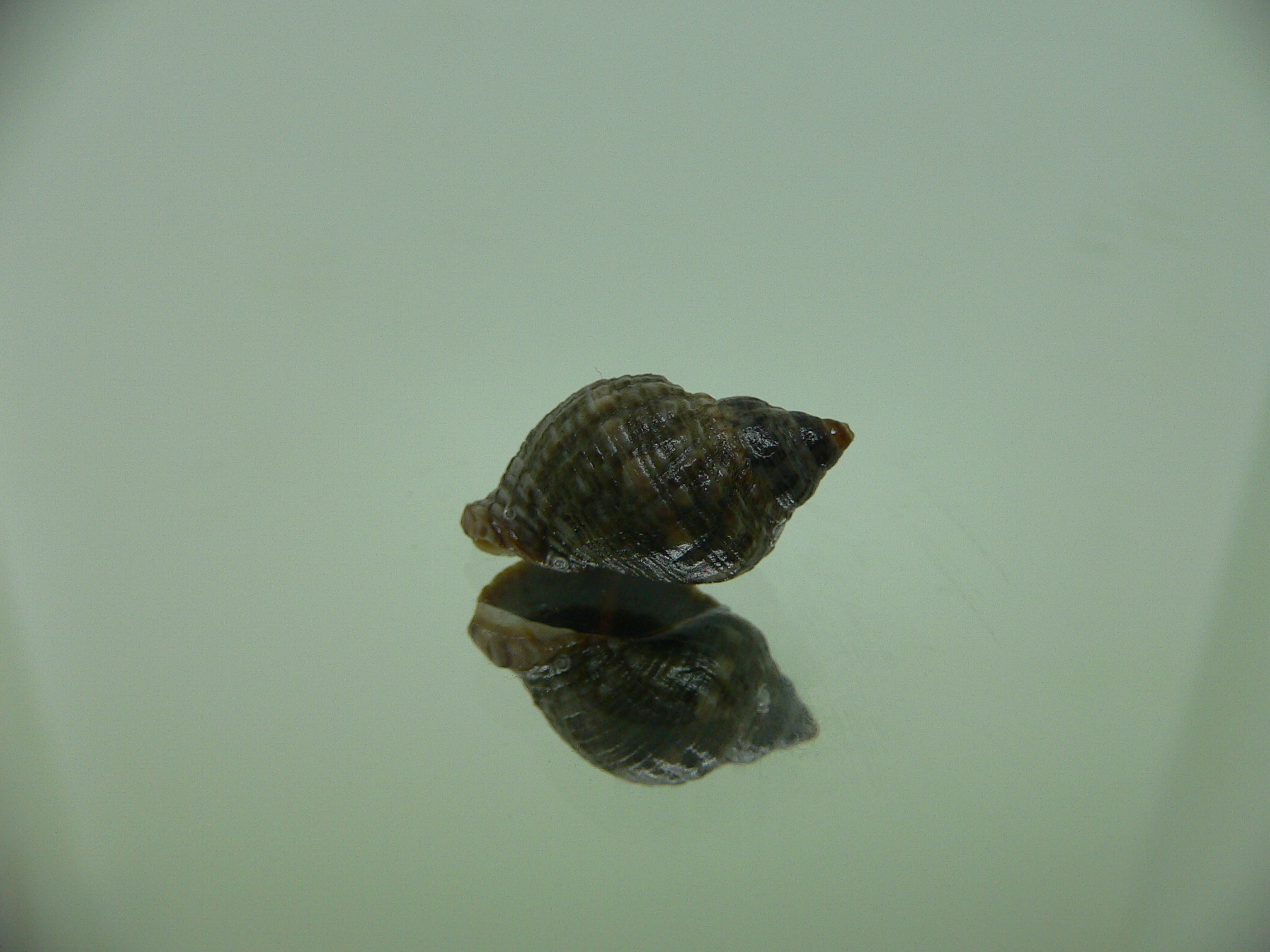 Neothais nesiotes DARK & BIG