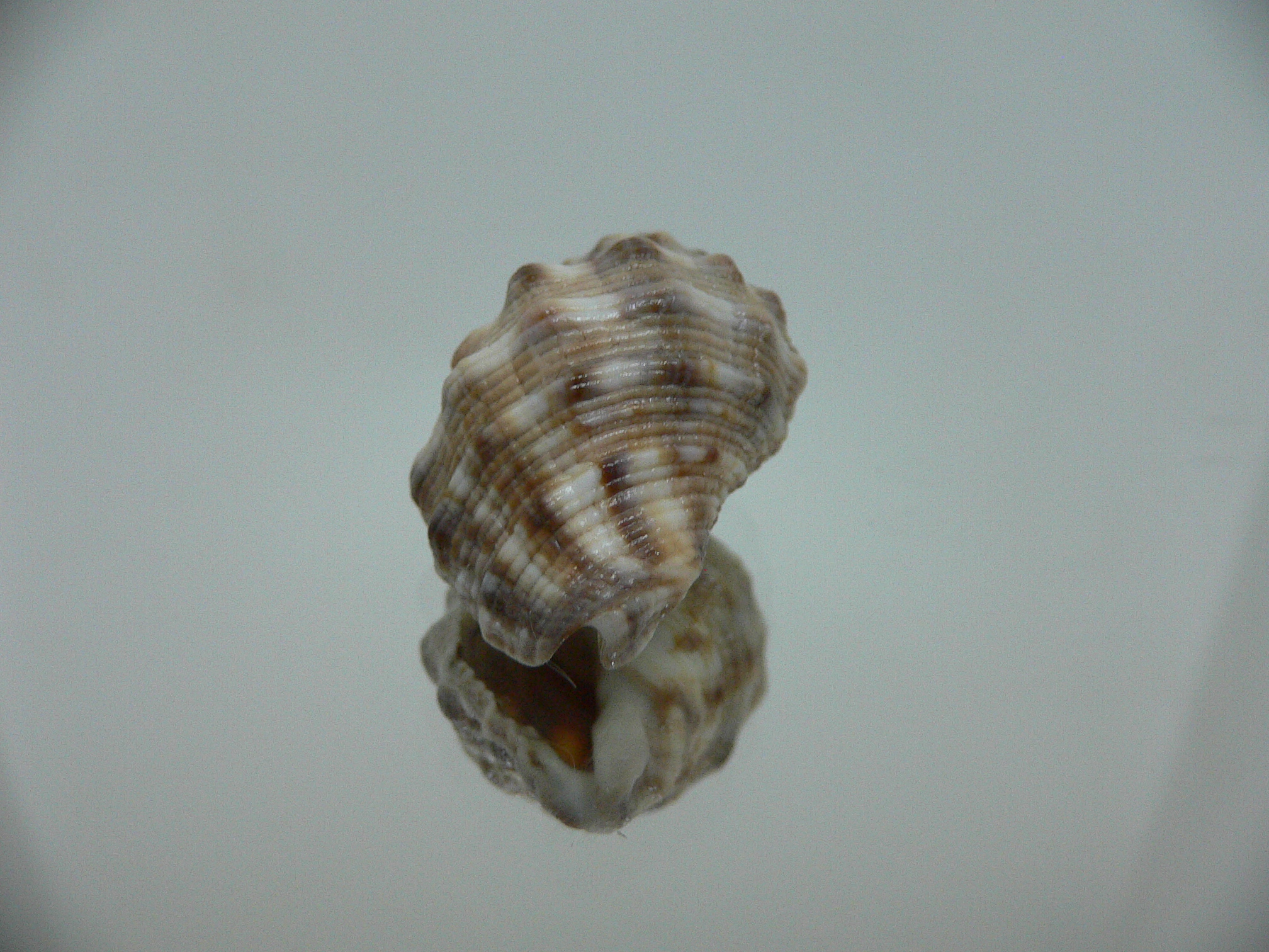 Reishia luteostoma WIDE