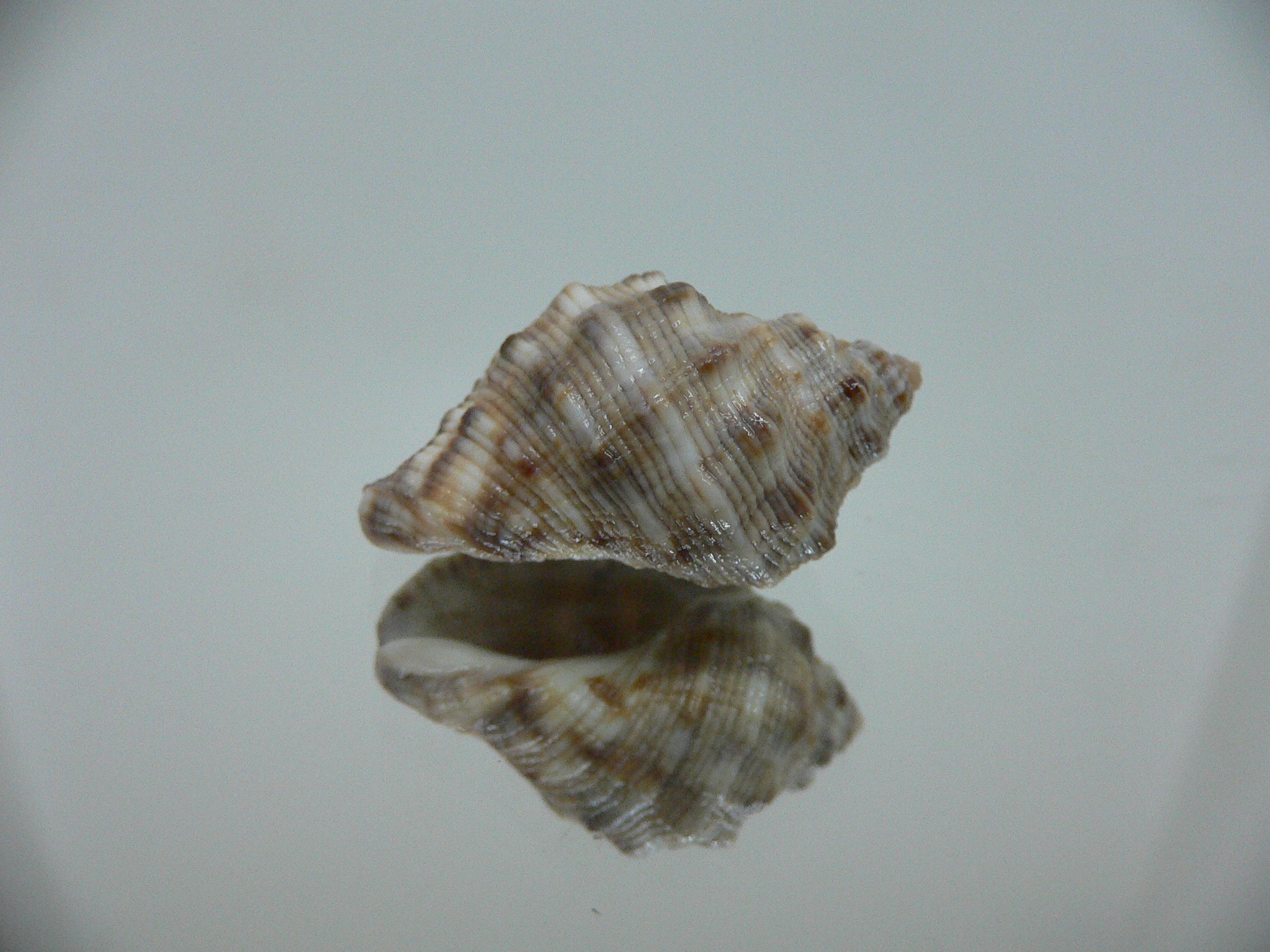 Reishia luteostoma WIDE