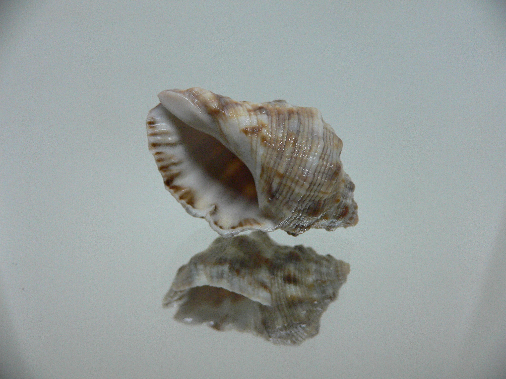 Reishia luteostoma WIDE