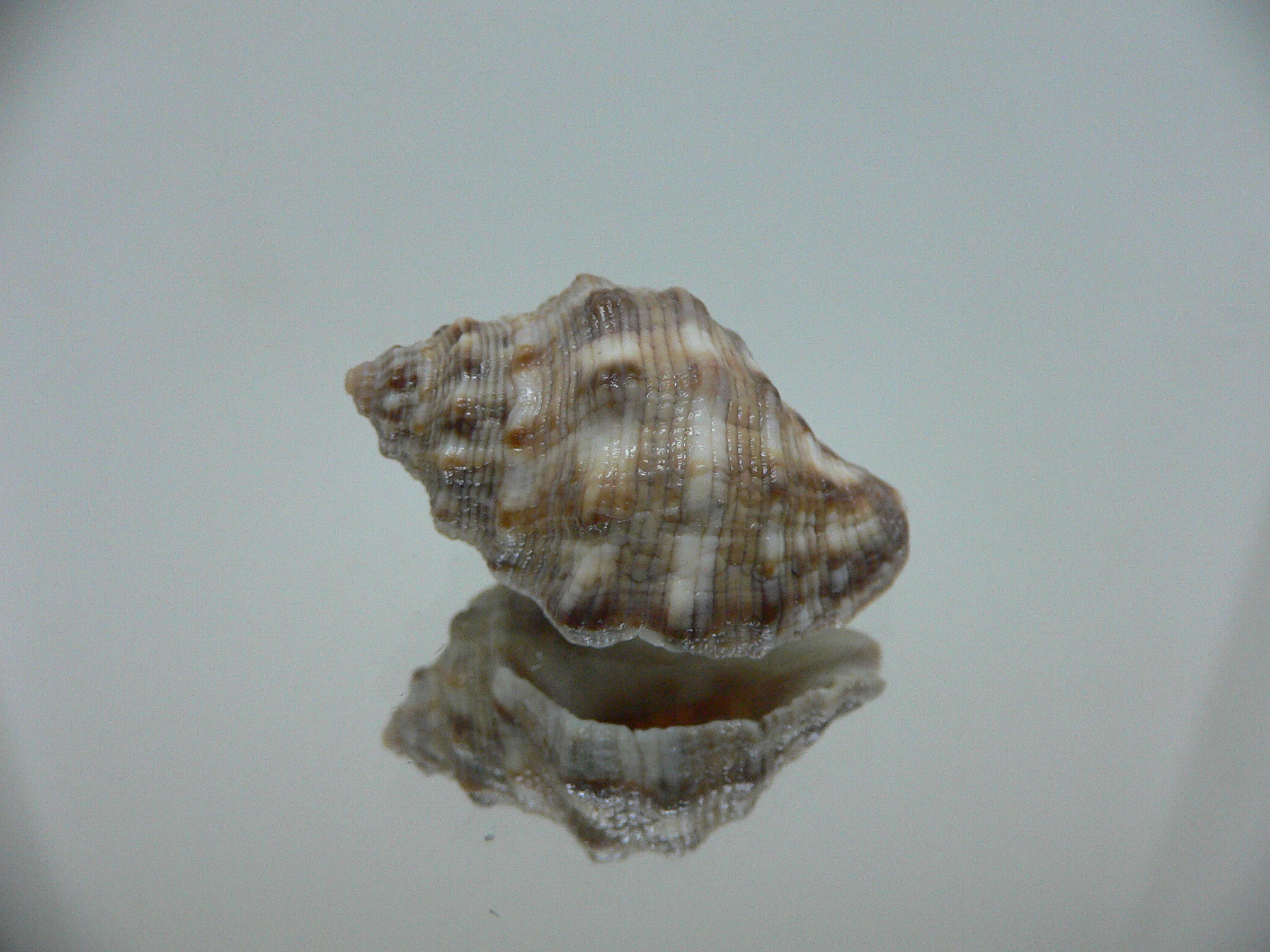 Reishia luteostoma WIDE