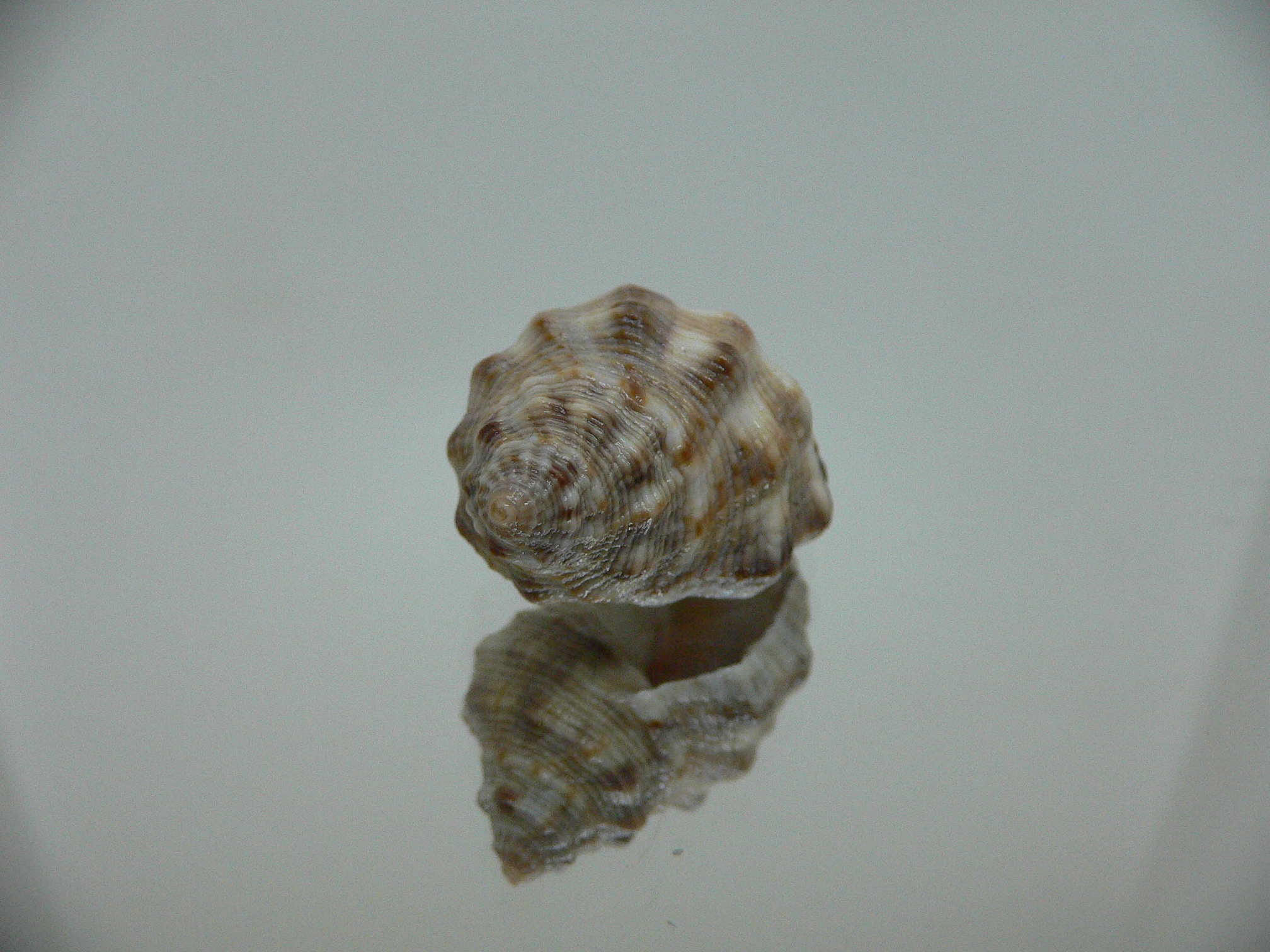 Reishia luteostoma WIDE