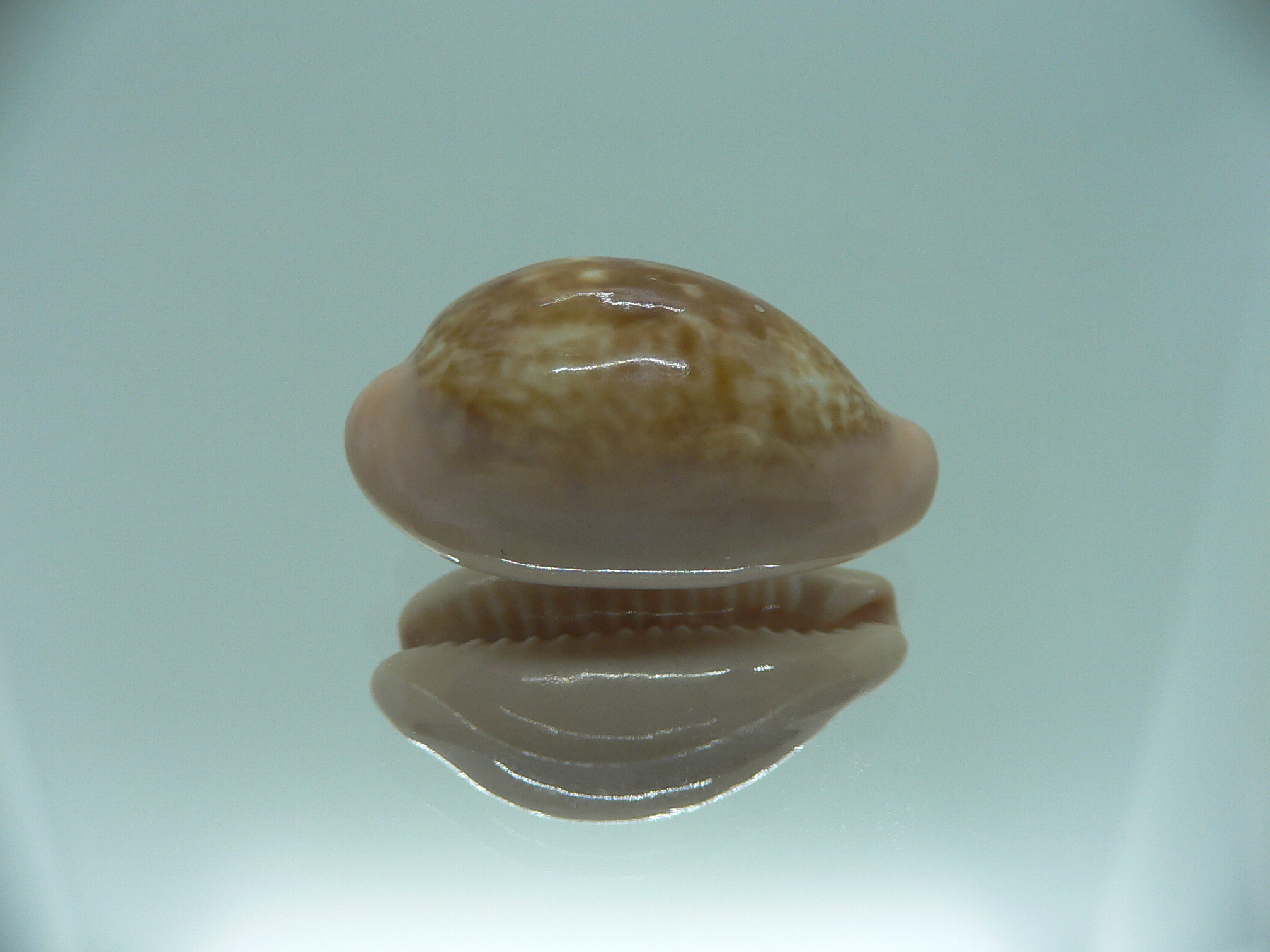 Cypraea petitiana IDEAL