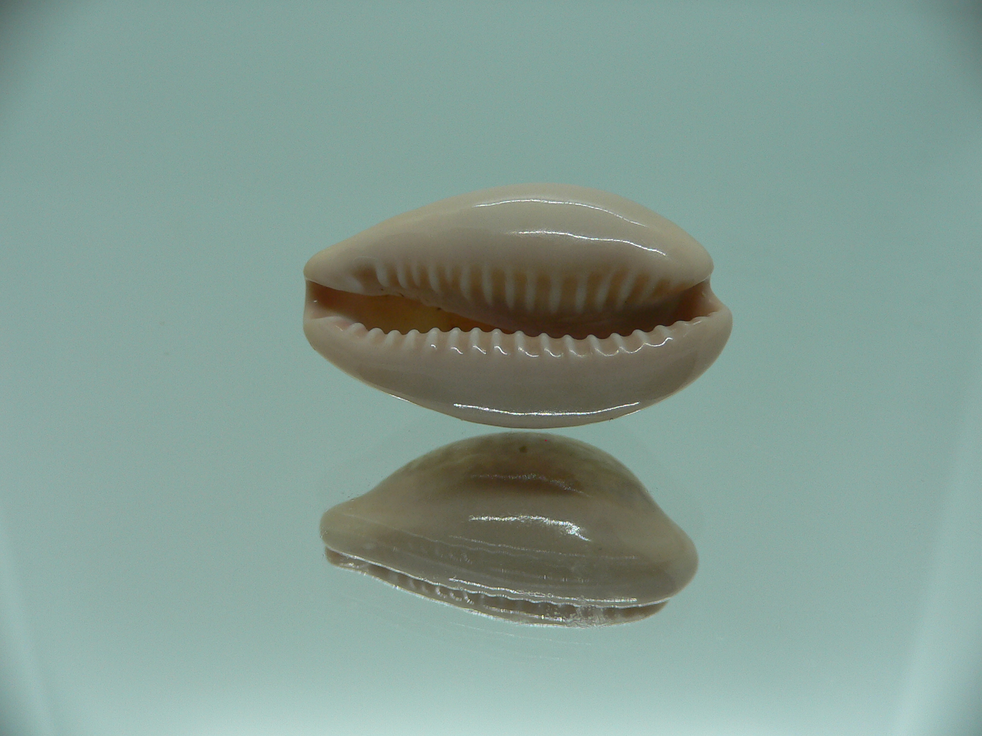 Cypraea petitiana IDEAL