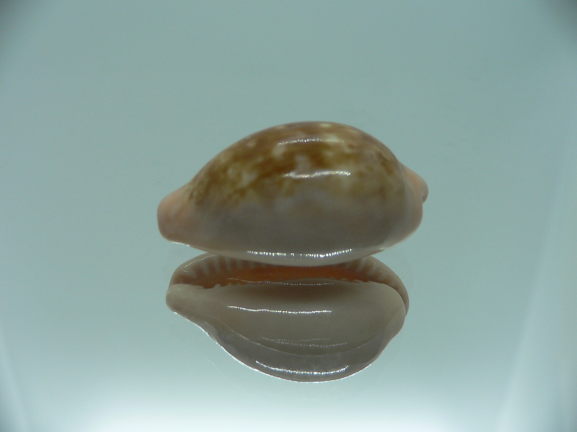Cypraea petitiana IDEAL