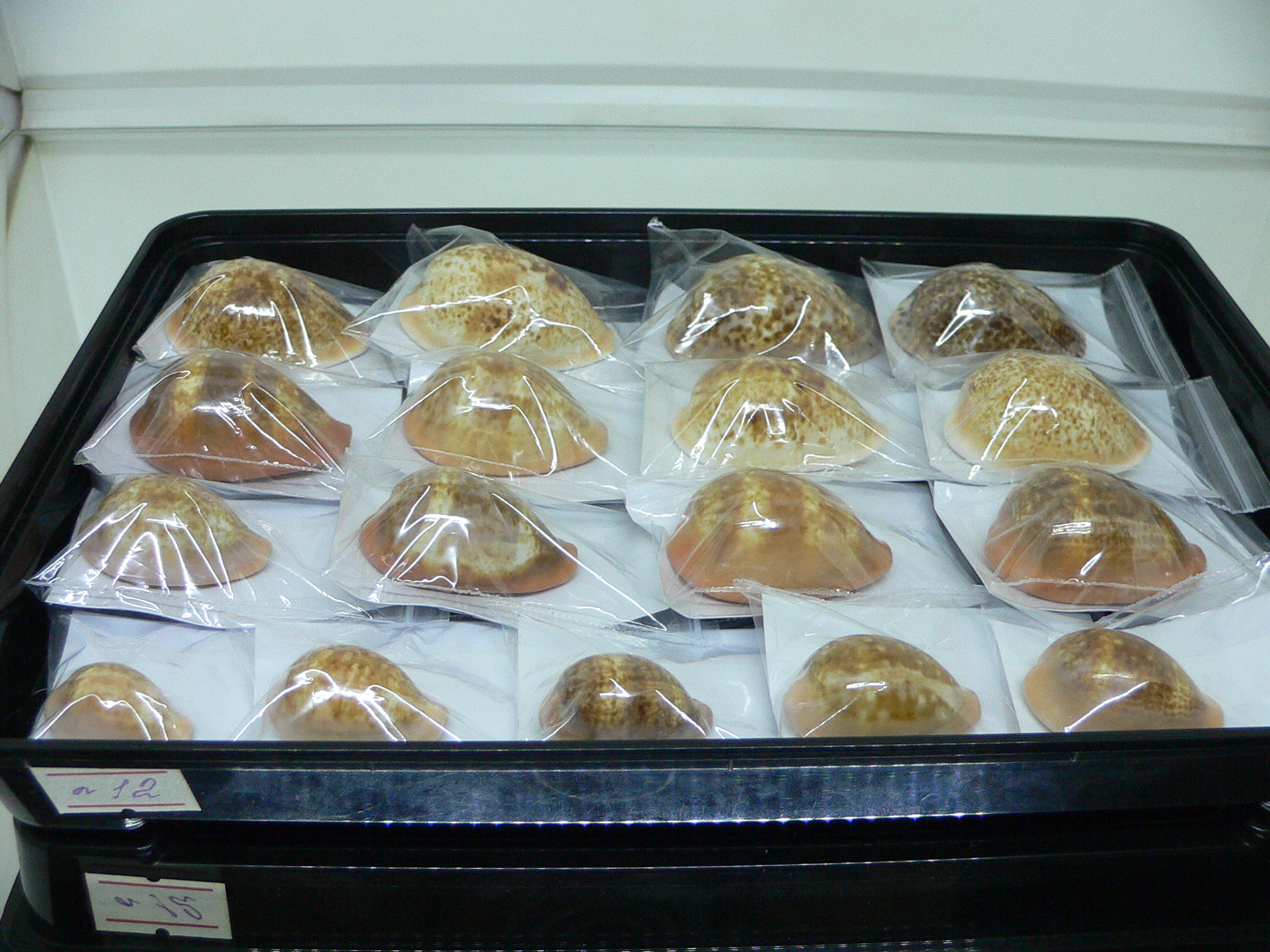 Cypraea petitiana IDEAL