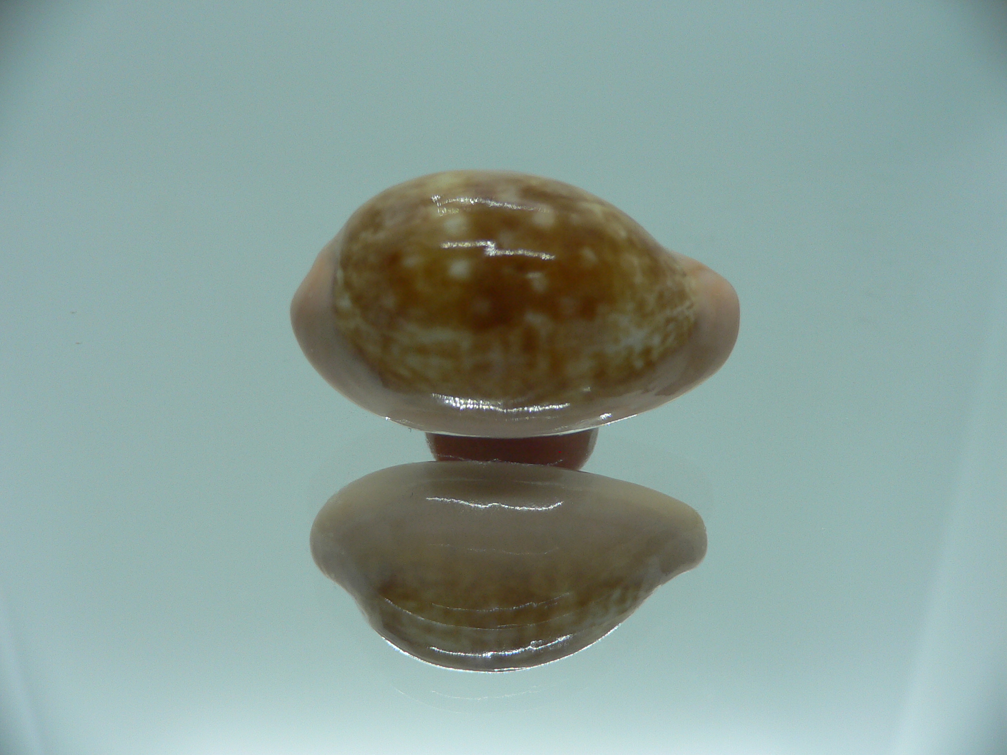 Cypraea petitiana IDEAL