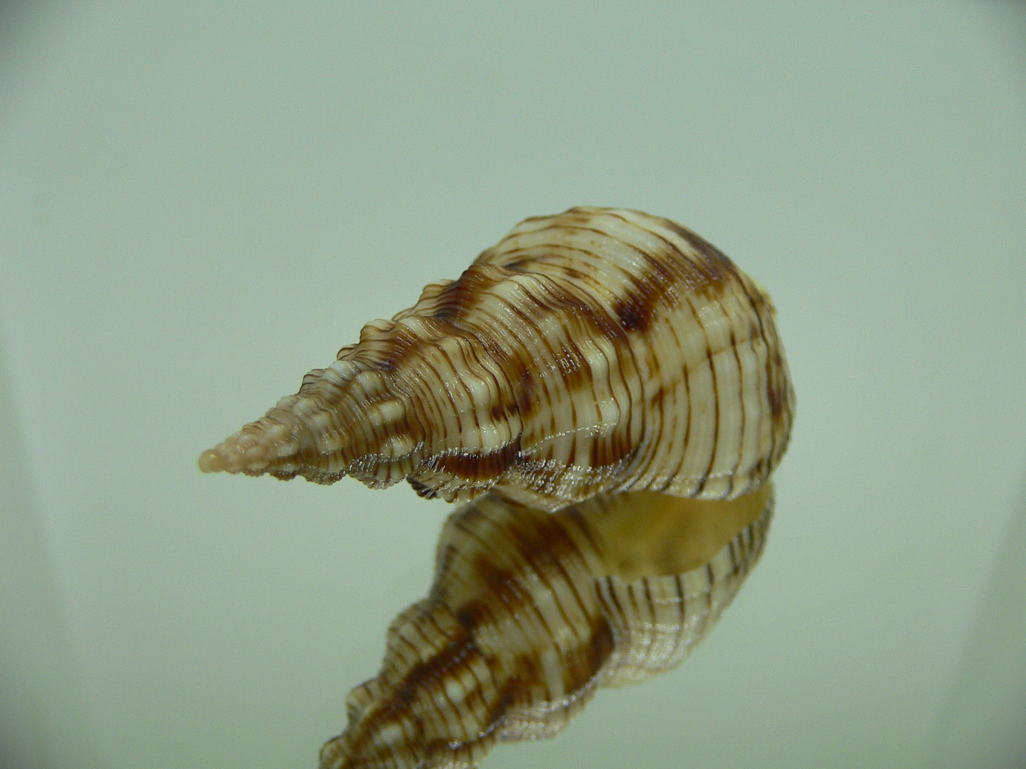 Siphonalia spadicea spadicea VERY BIG