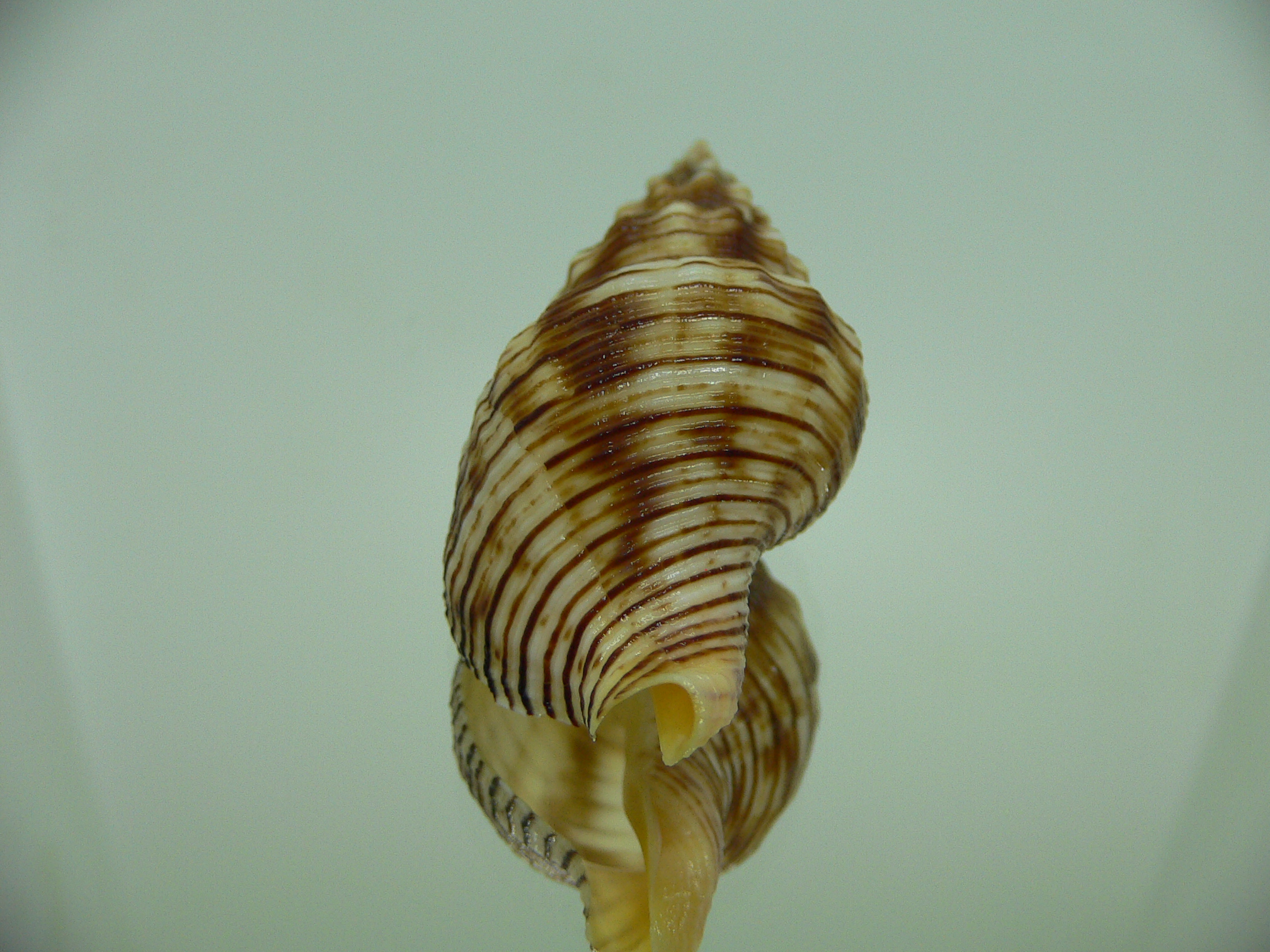 Siphonalia spadicea spadicea VERY BIG