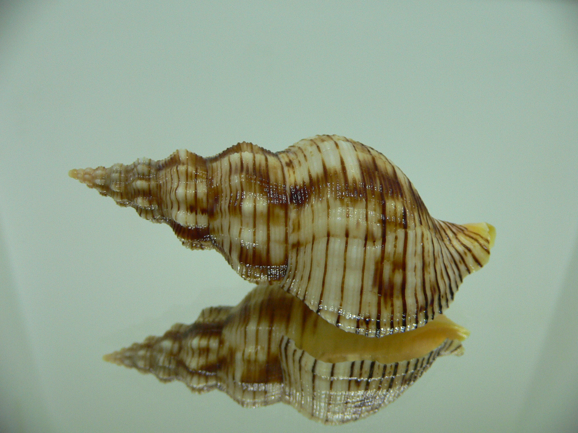 Siphonalia spadicea spadicea VERY BIG