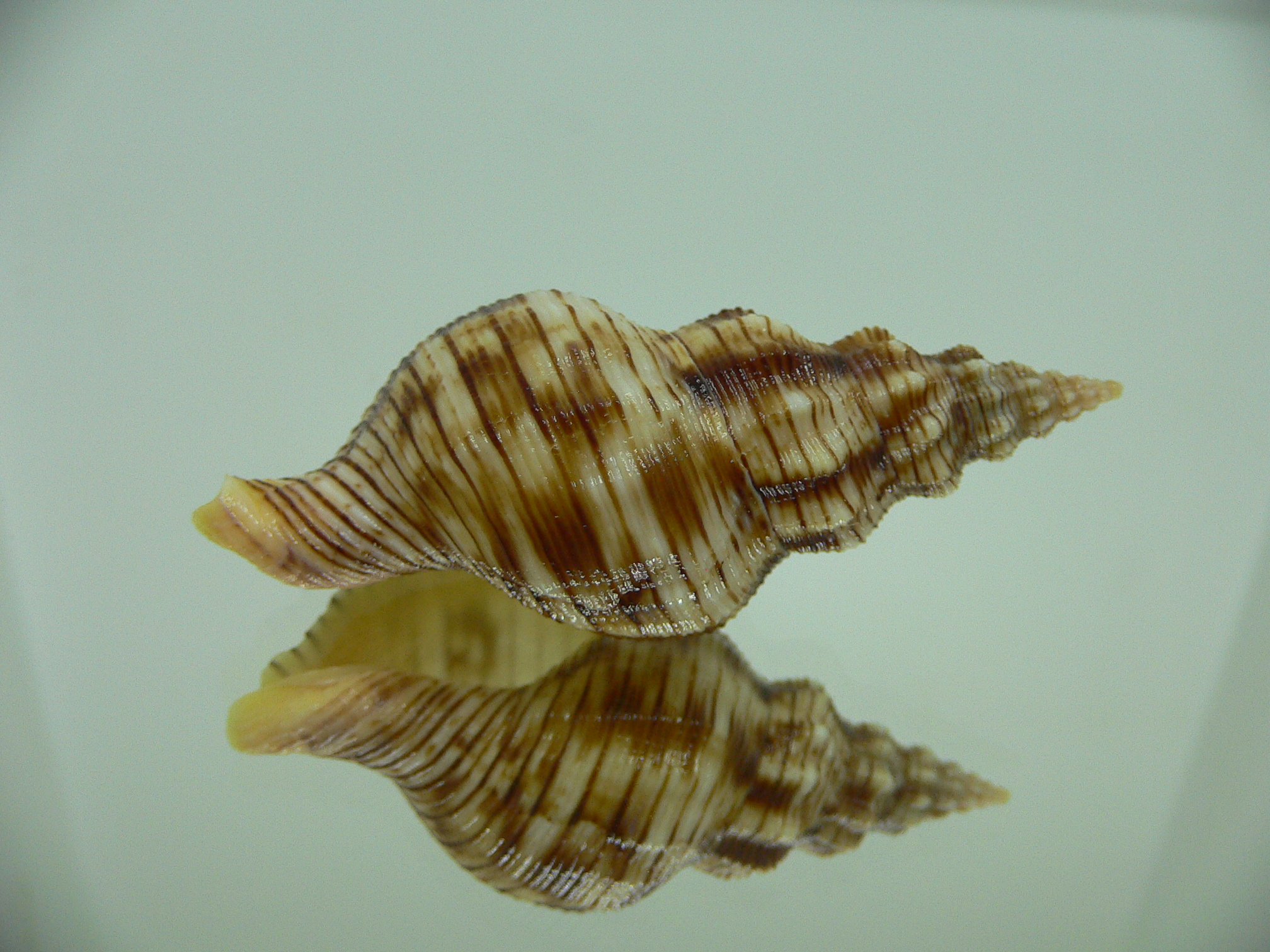 Siphonalia spadicea spadicea VERY BIG