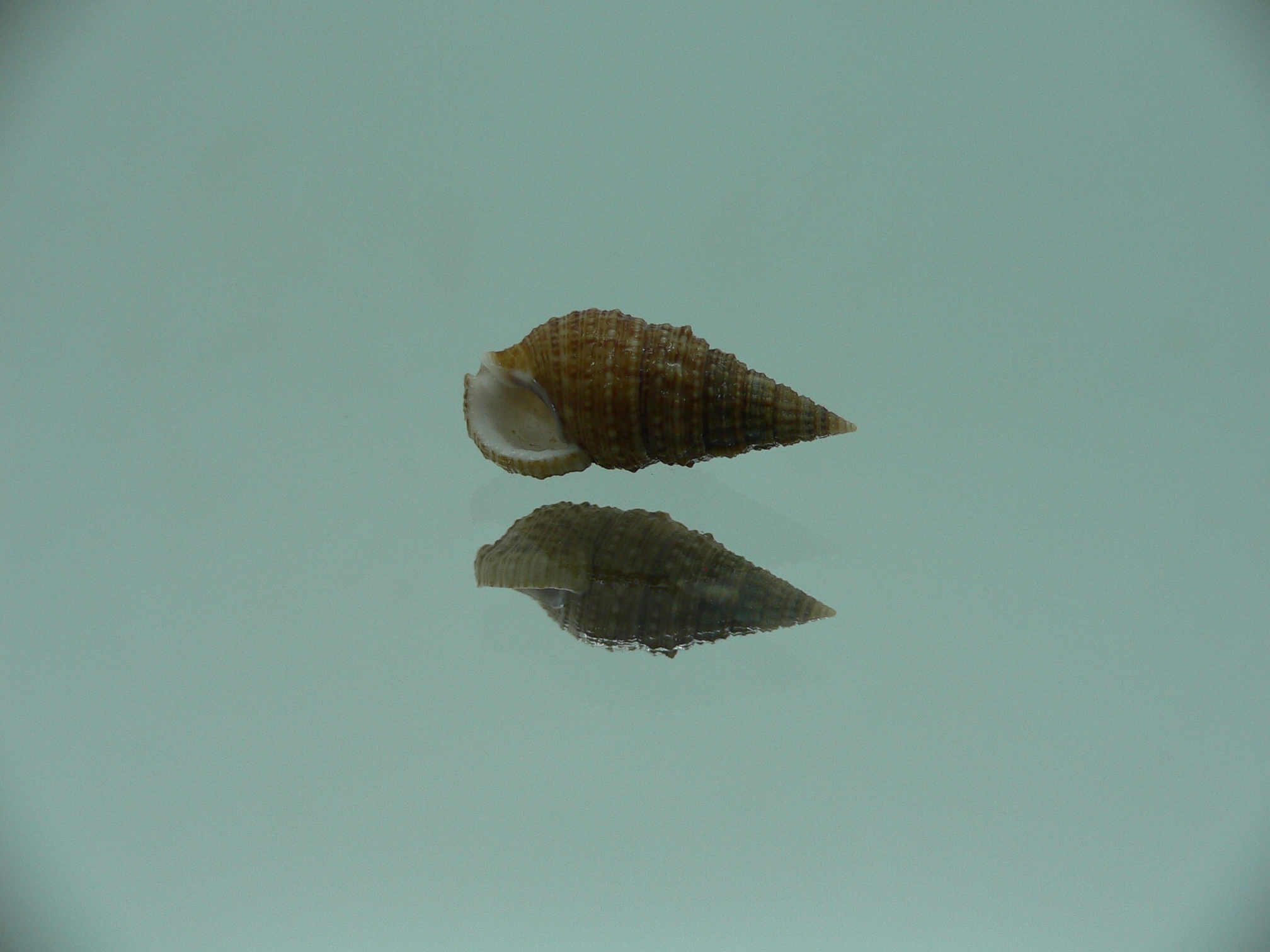 Cerithium traillii DWARF