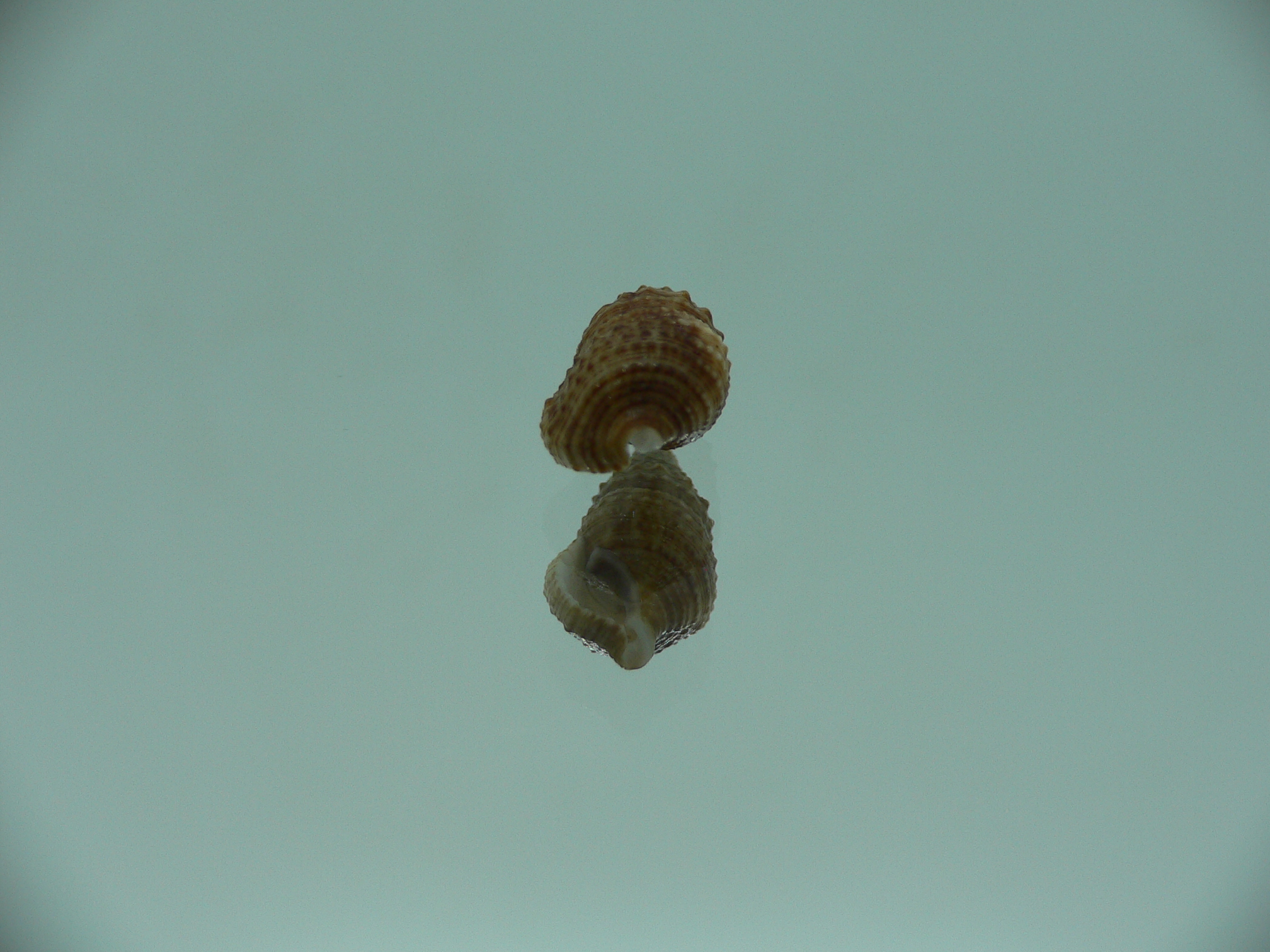 Cerithium traillii DWARF