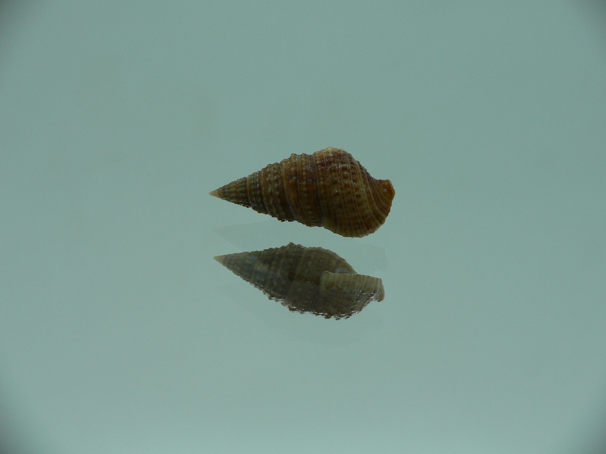 Cerithium traillii DWARF