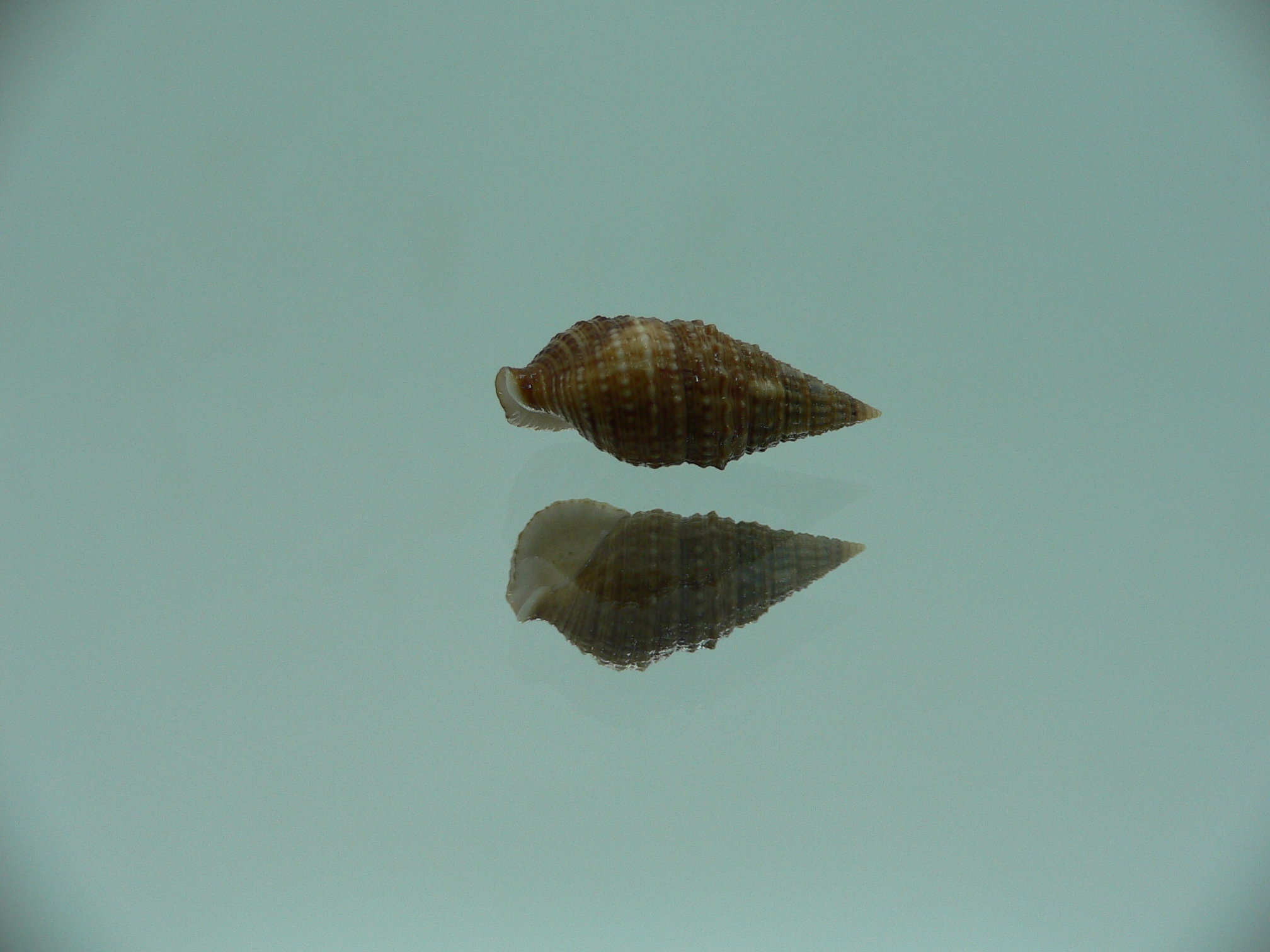 Cerithium traillii DWARF