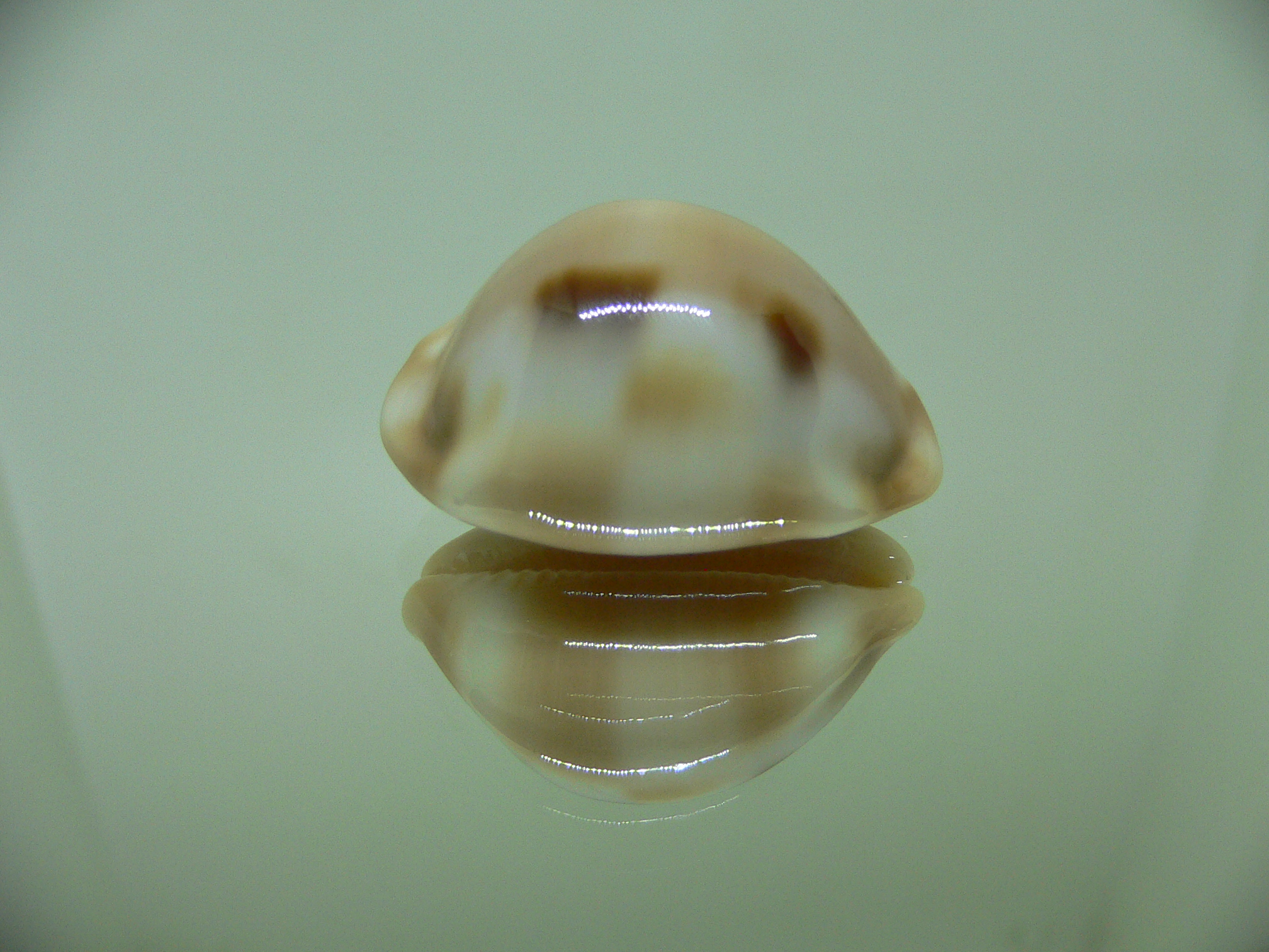 Cypraea tessellata tessellata GOOD SIZE