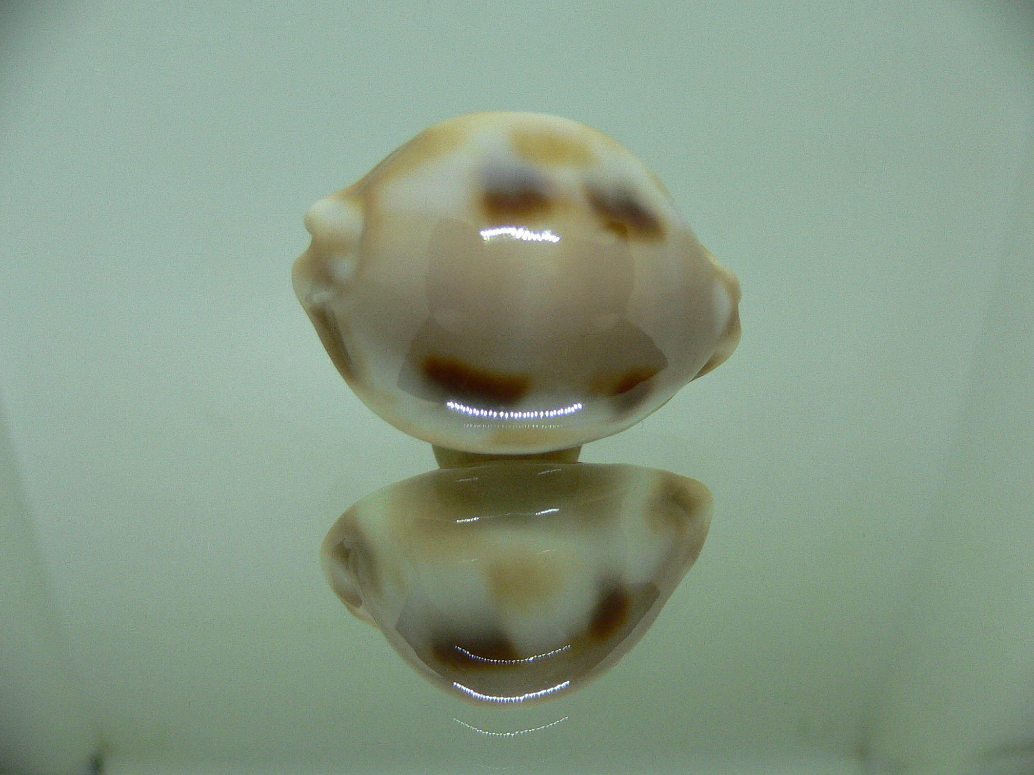 Cypraea tessellata tessellata GOOD SIZE