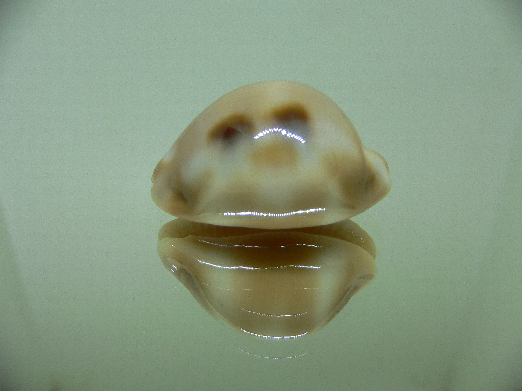 Cypraea tessellata tessellata GOOD SIZE