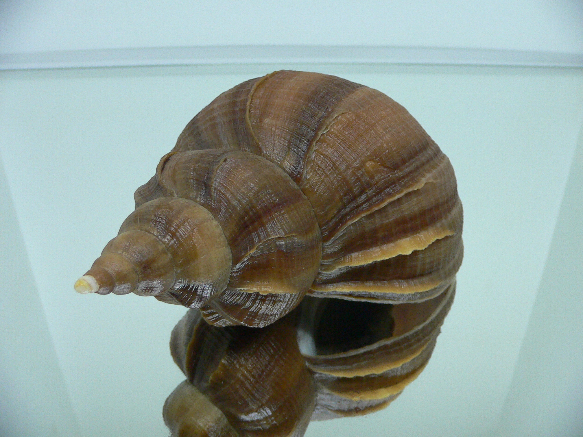 Neptunea constricta DARK
