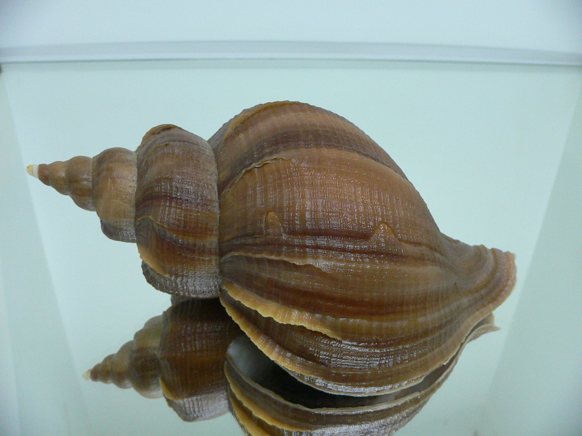 Neptunea constricta DARK