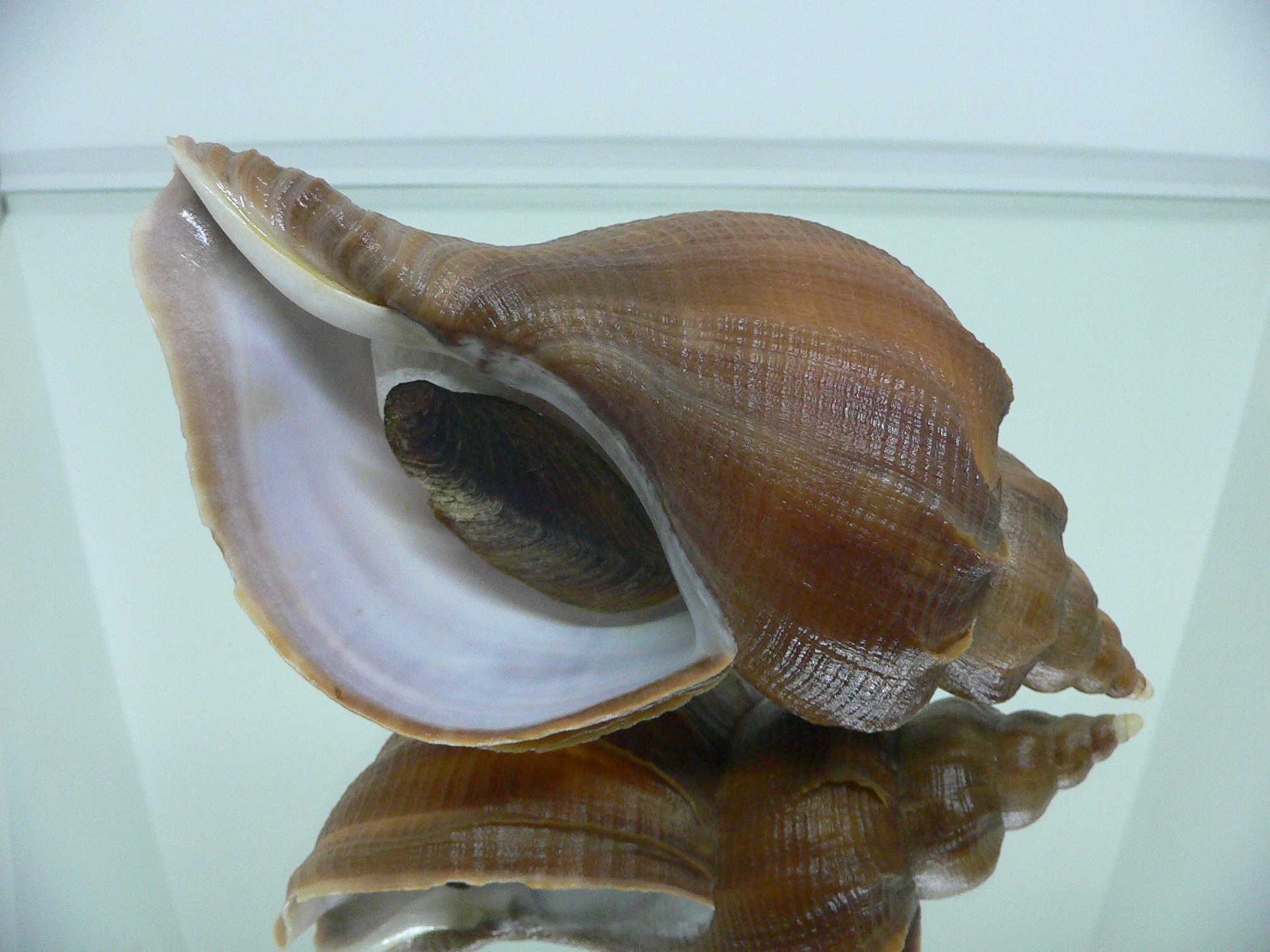 Neptunea constricta DARK