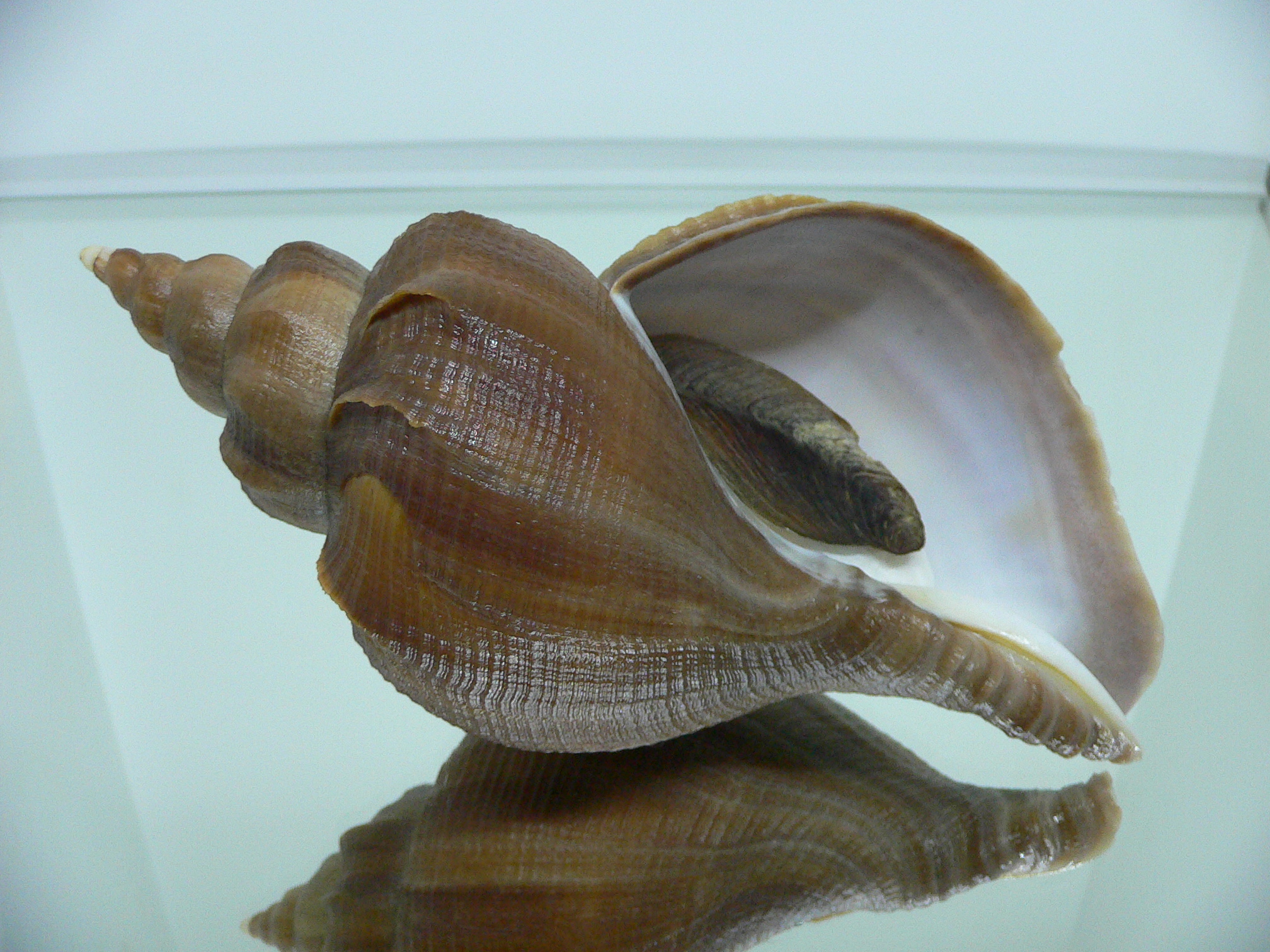 Neptunea constricta DARK