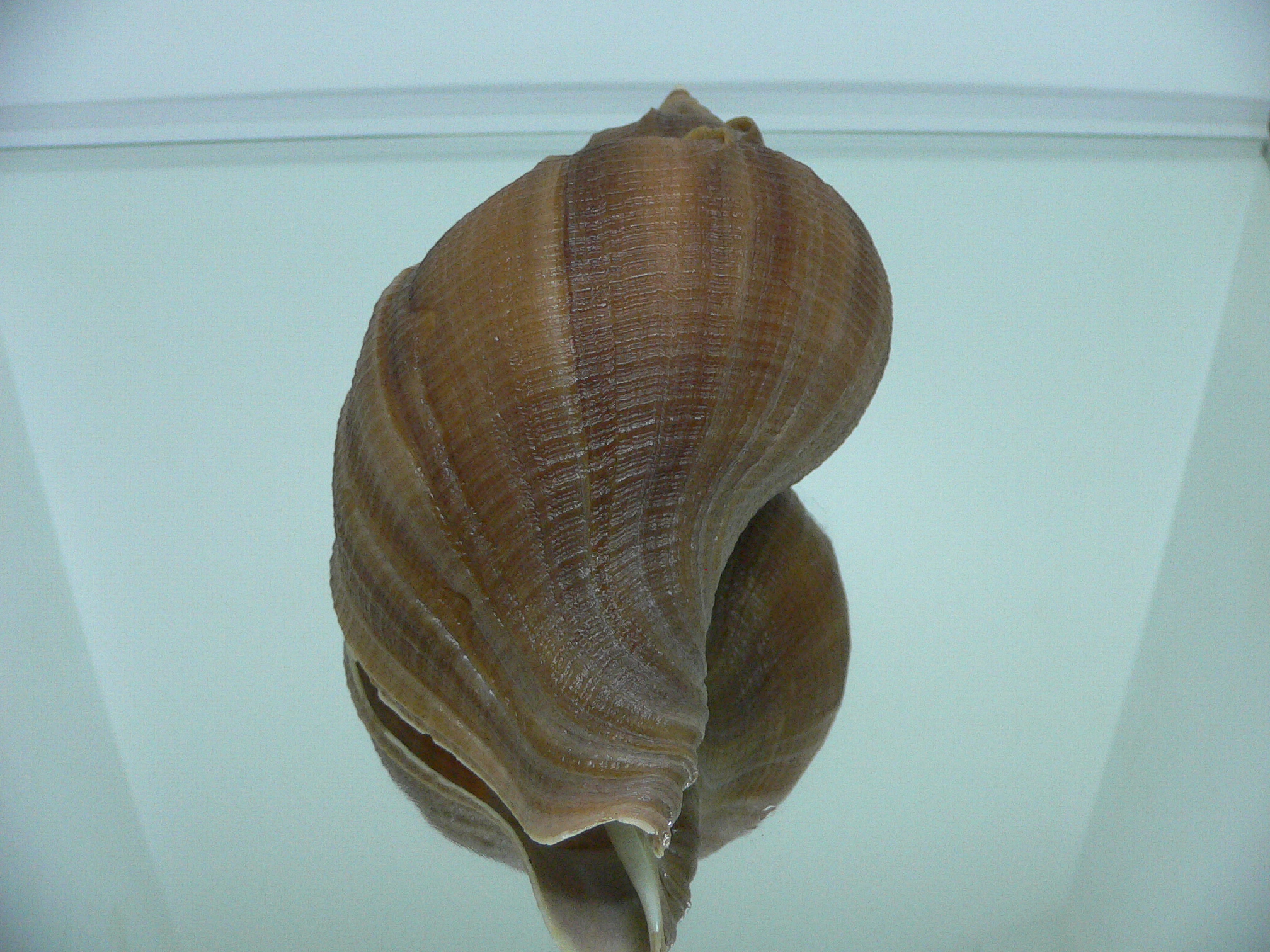Neptunea constricta DARK