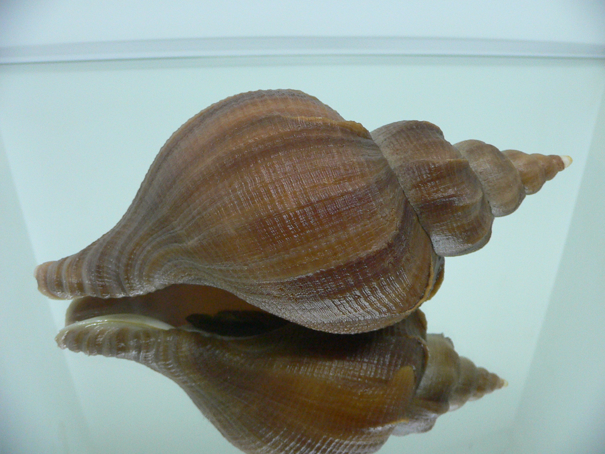 Neptunea constricta DARK