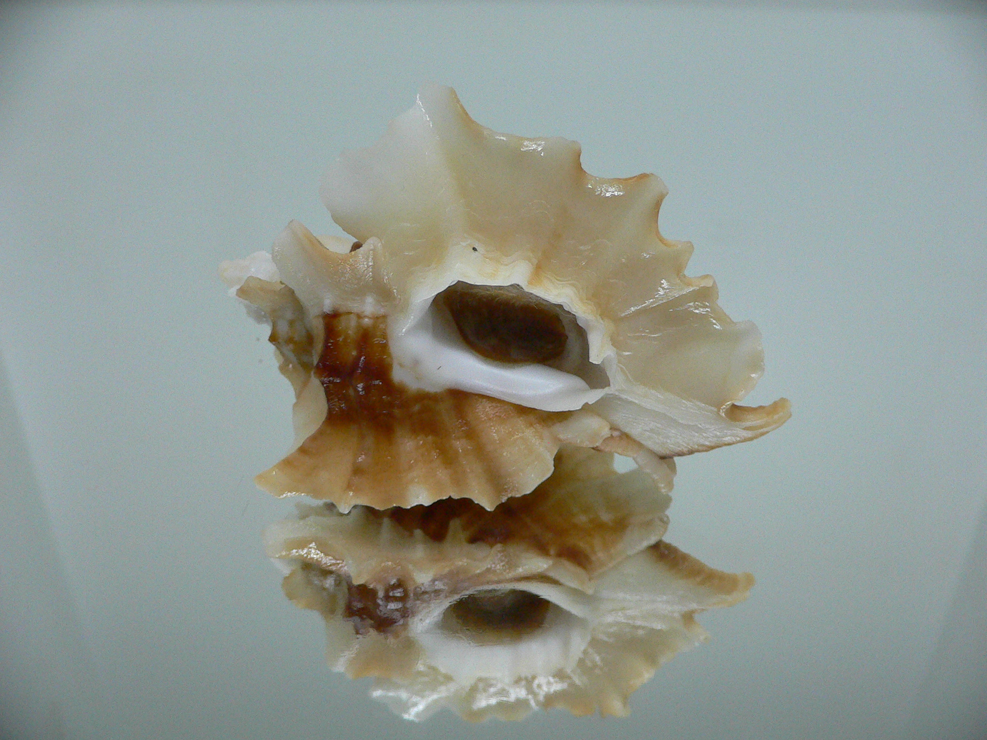 Ceratostoma foliatum BEAUTIFUL